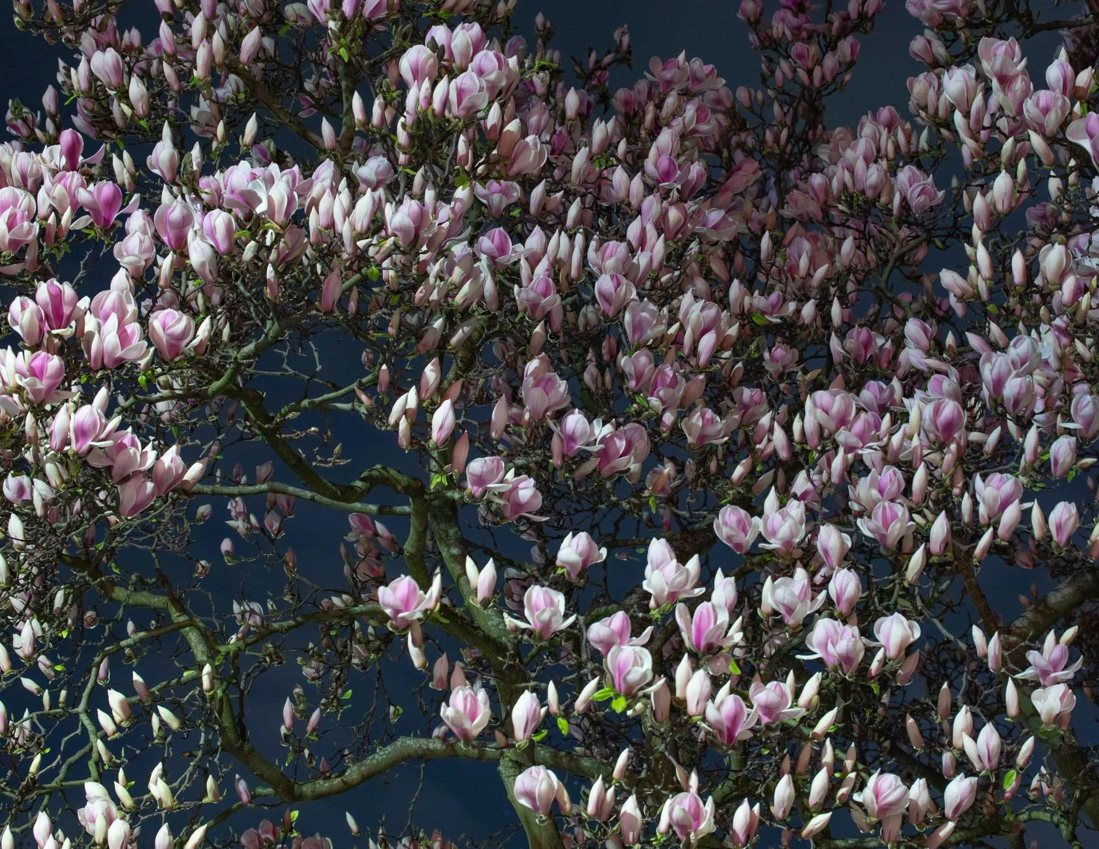 Nightime Magnolia-9785.jpg