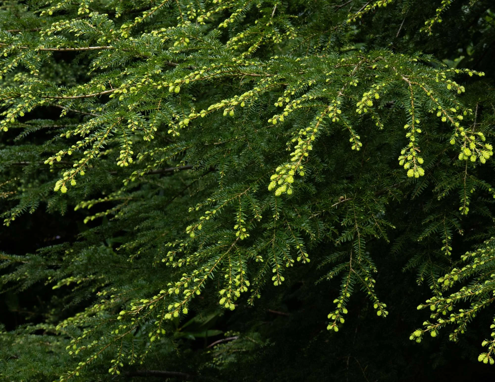 DAWYCK-5044.jpg
