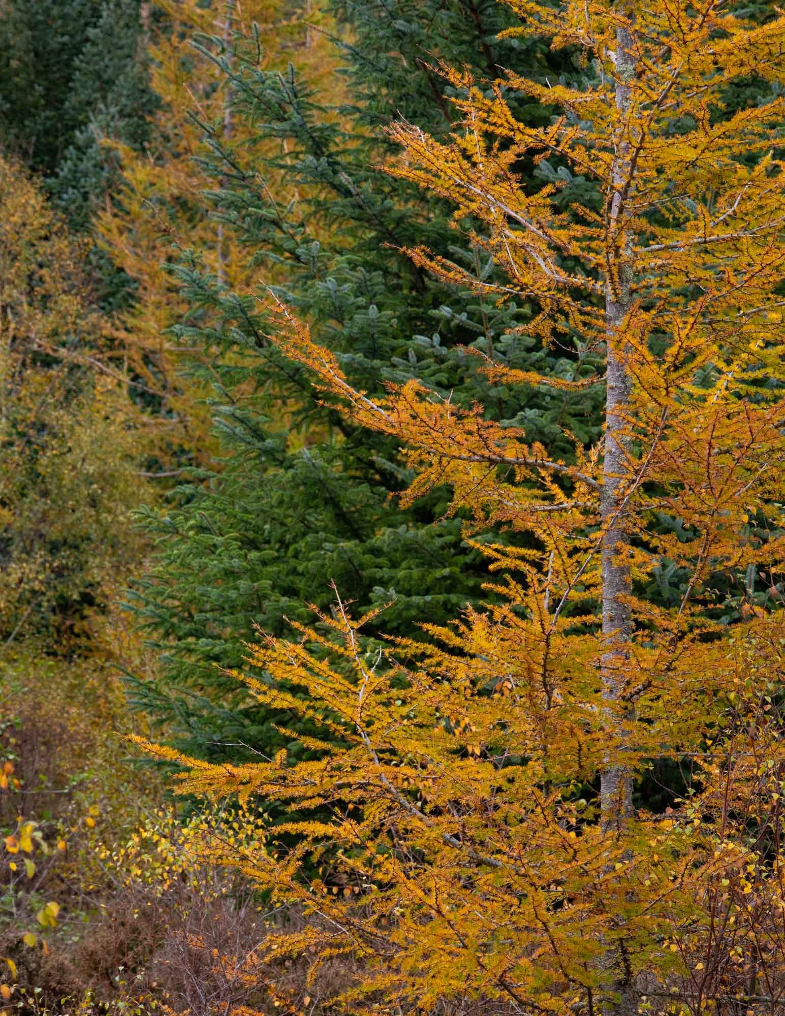 Autumn Larch
