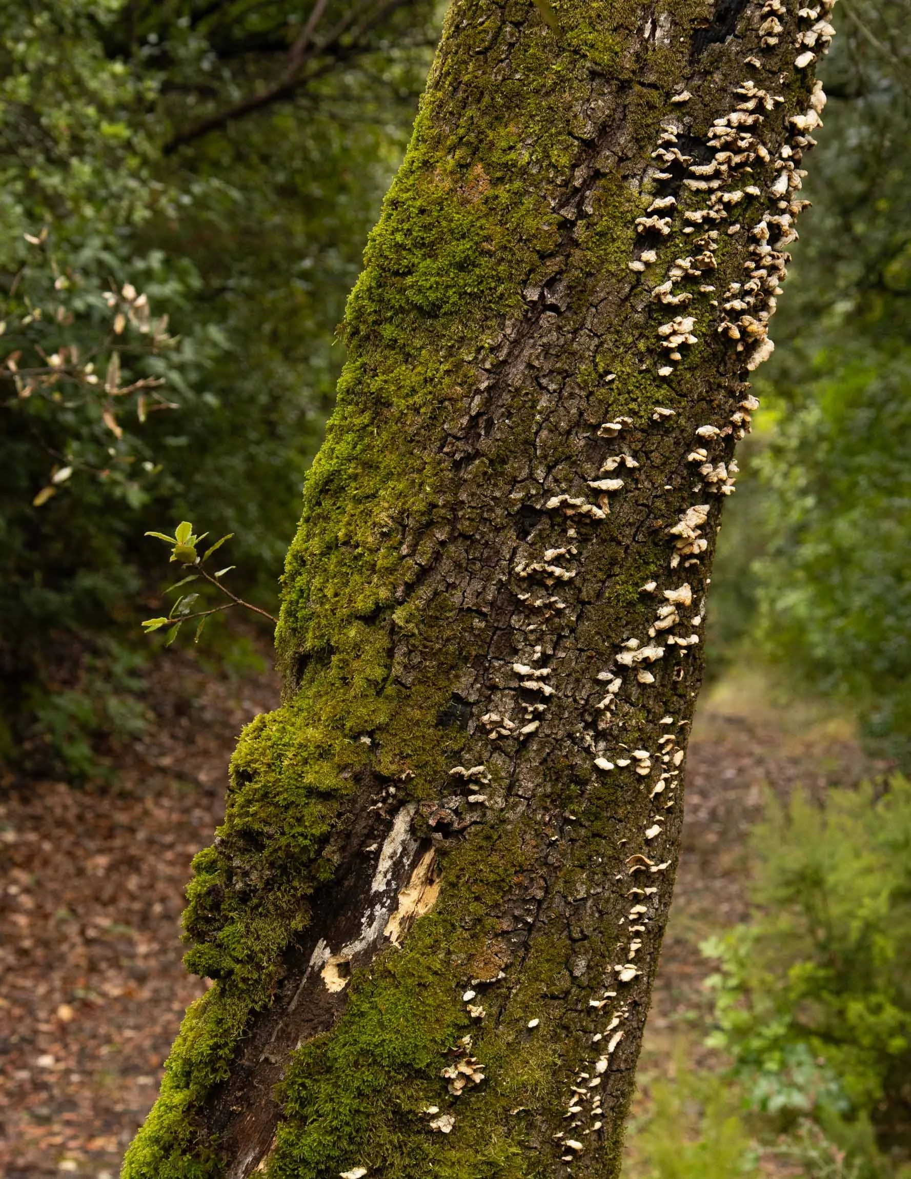 AmongstTuscanTrees26-7055.jpg