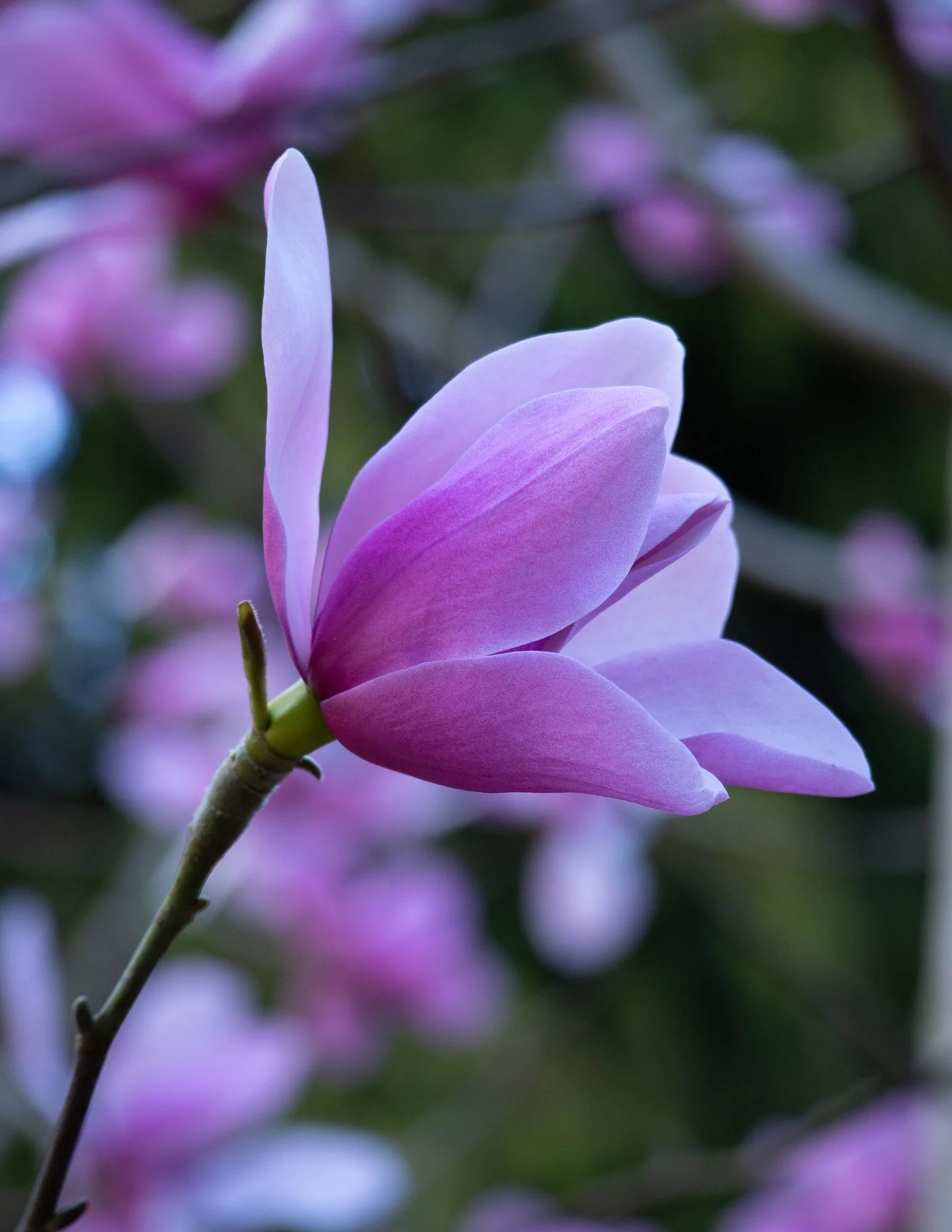 Magnolia 'Dawsoniana Chindit' I