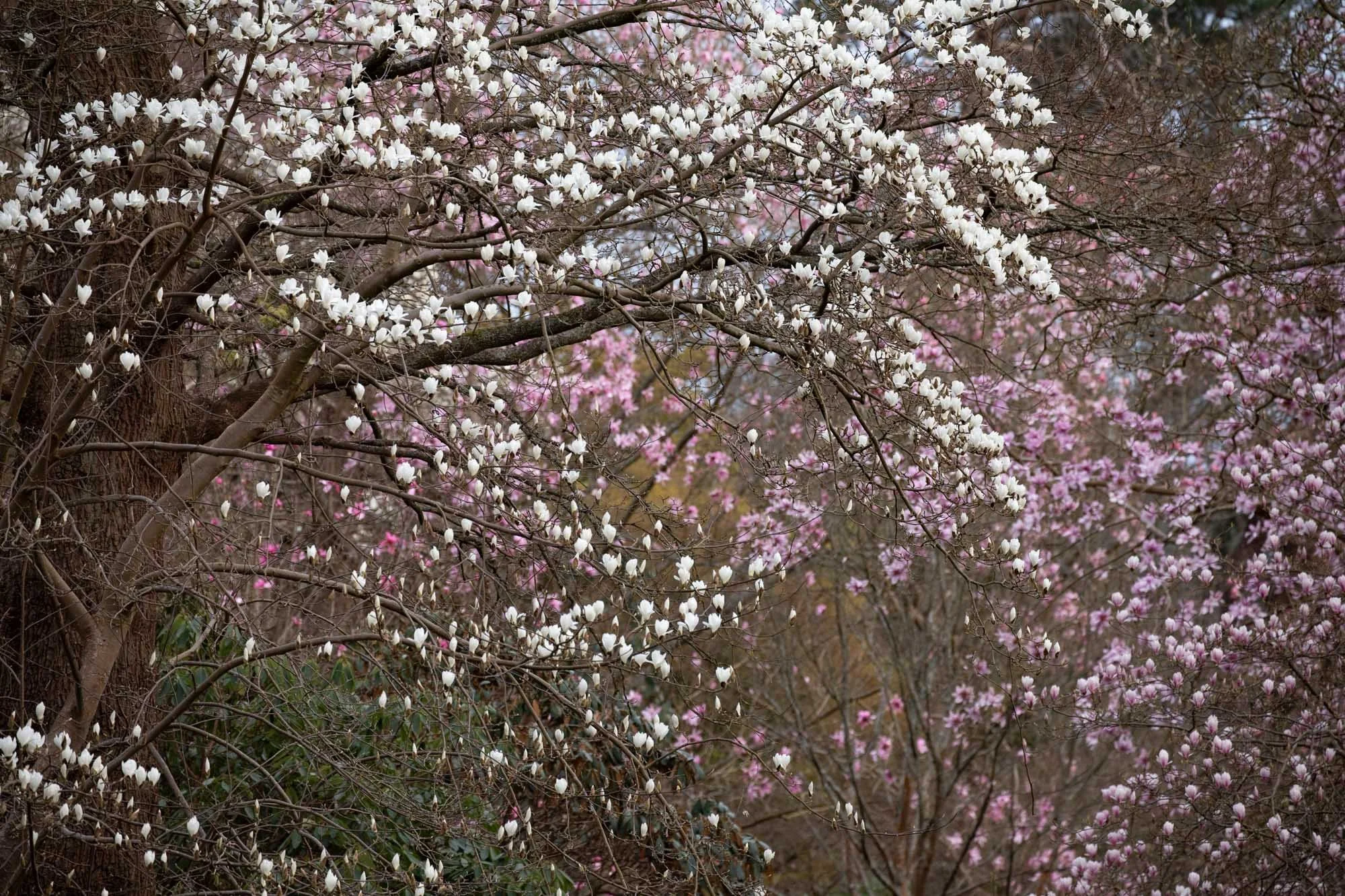 Magnolia 'Stage' III