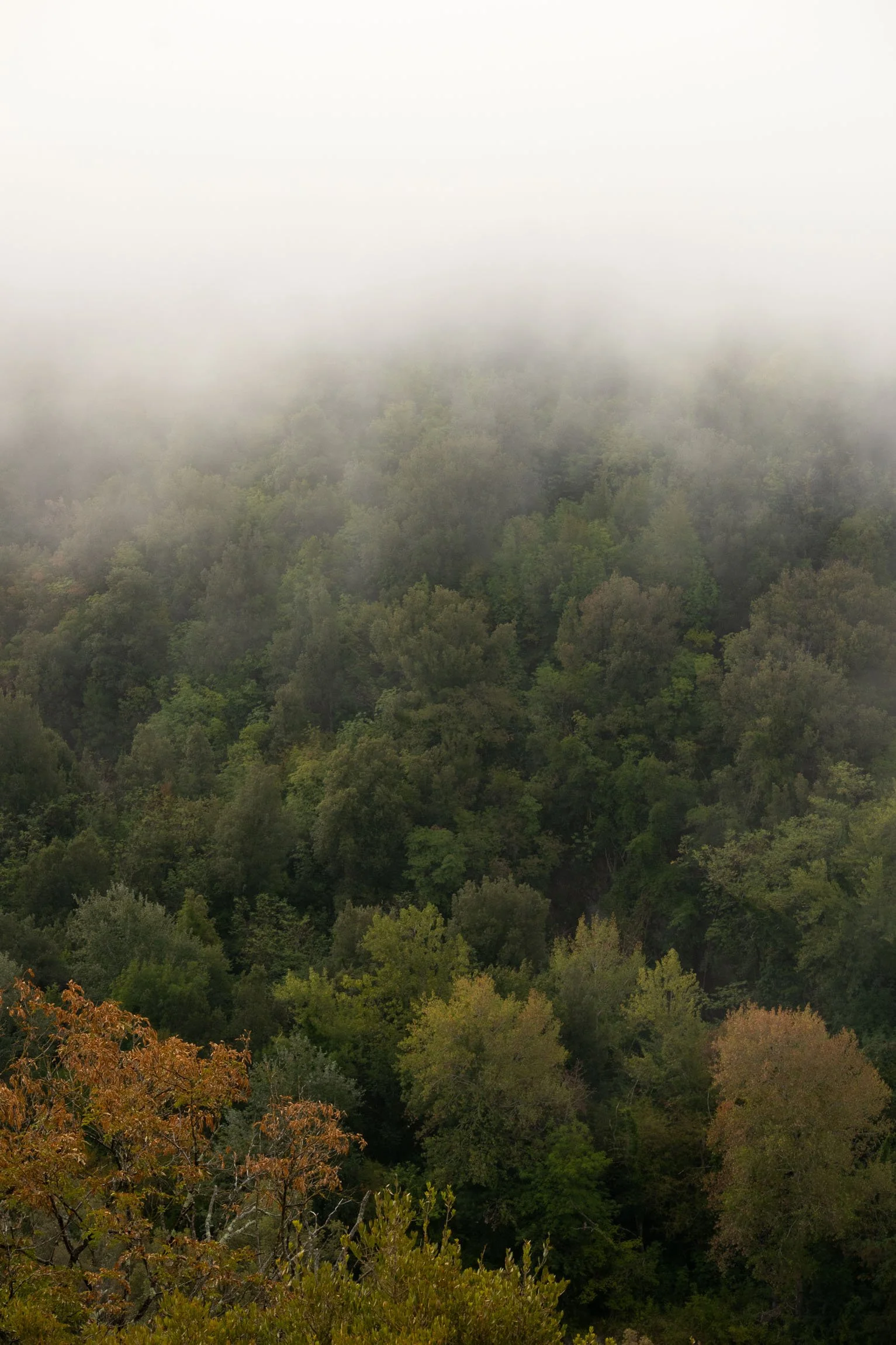 AmongstTuscanTrees26-6971.jpg