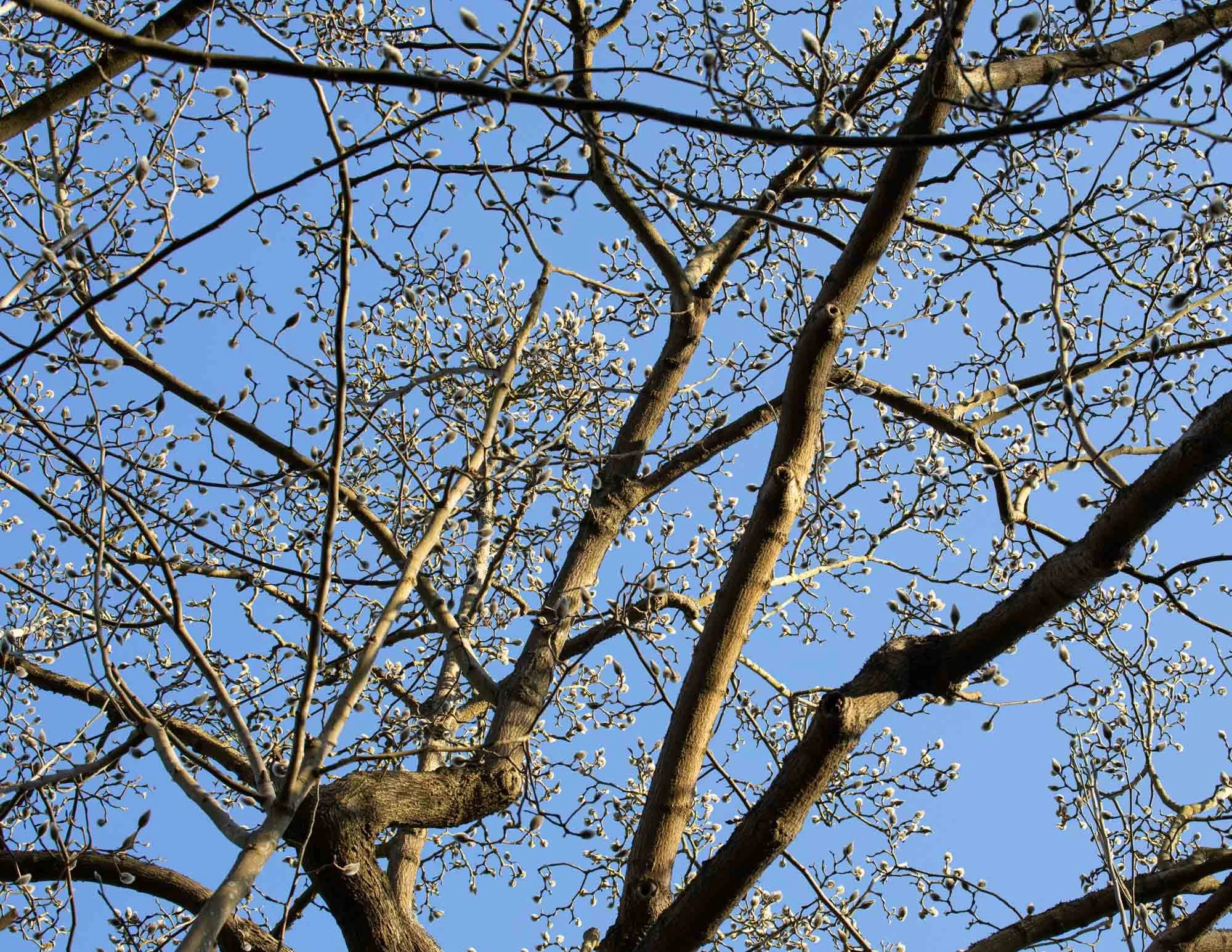 Magnolia 'His Majesty King Charles III' -  I