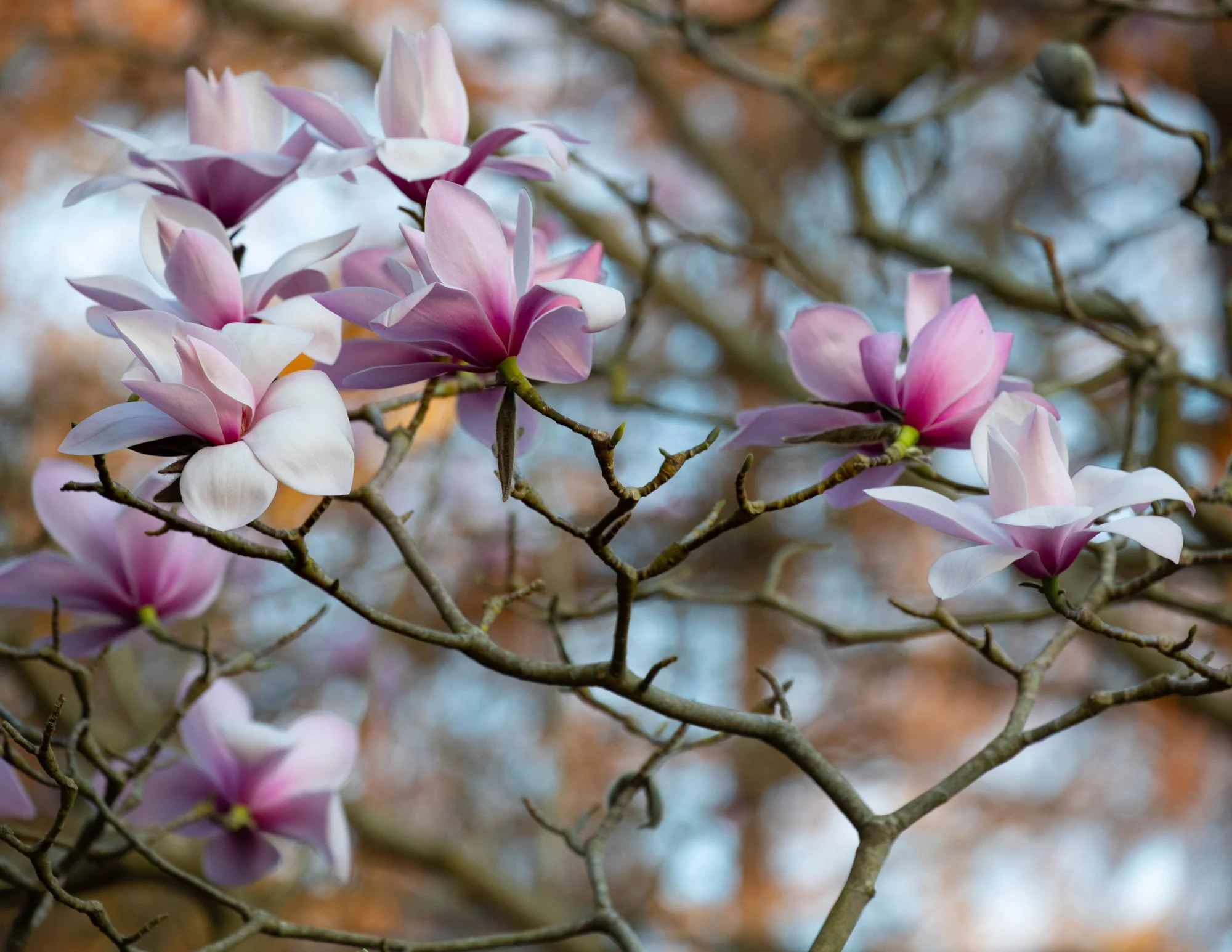 Magnolia 'Sprengeri Diva Seedling' VIII