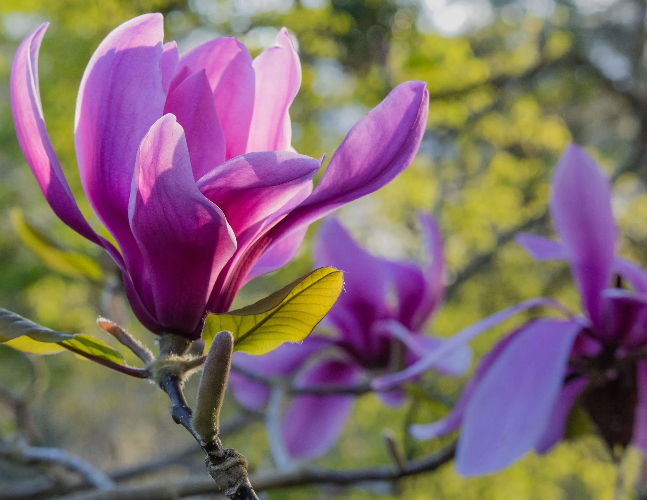 Magnolia 'Ruth' I