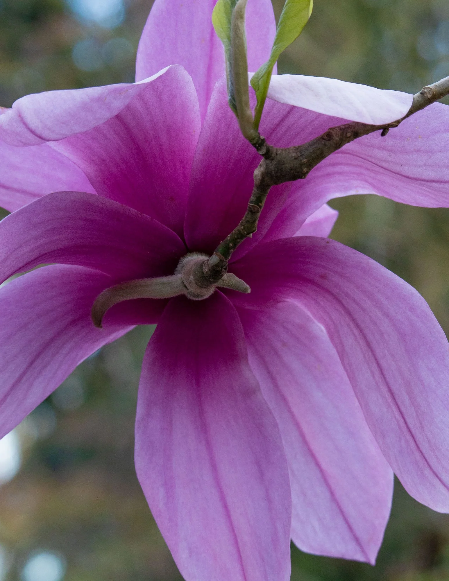 Magnolia 'Apollo' II