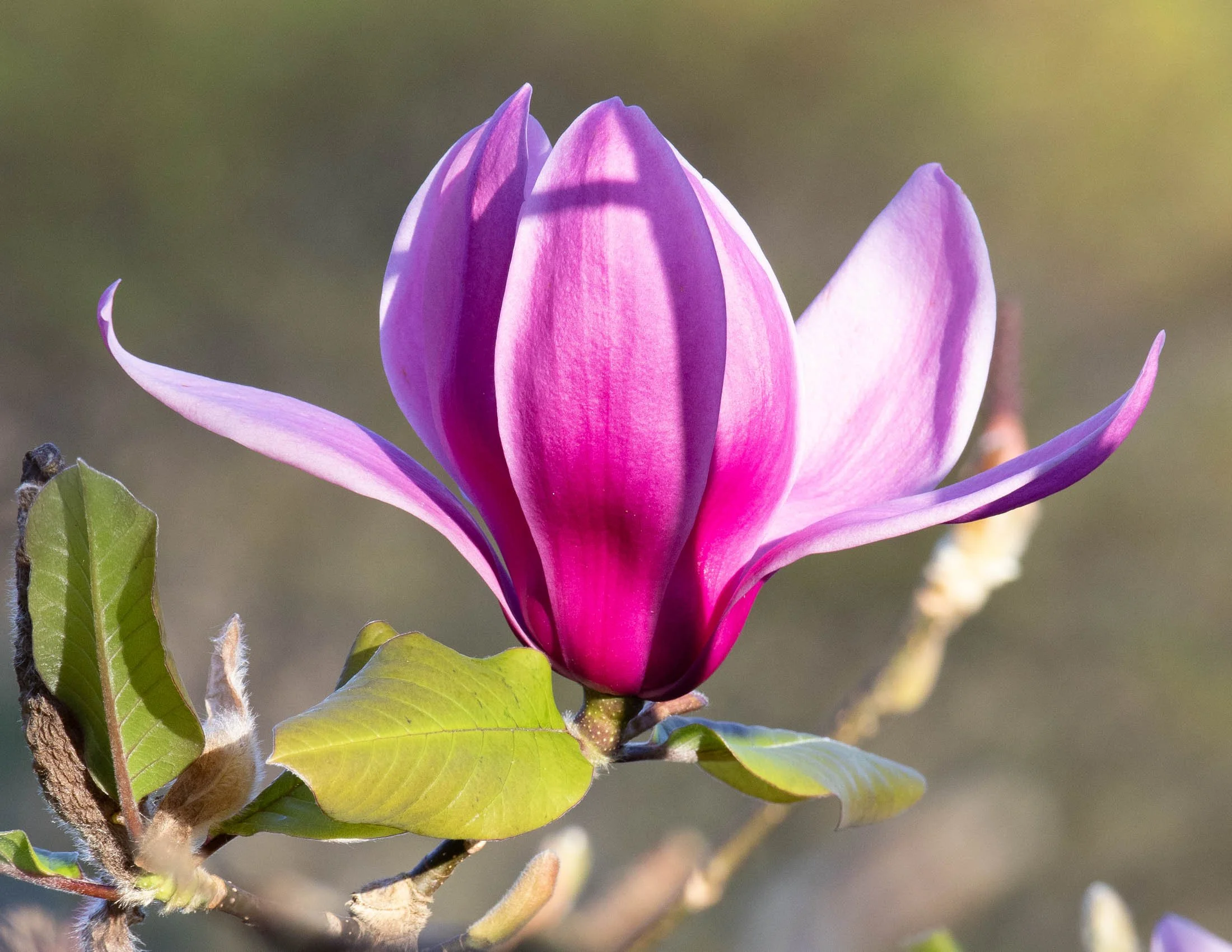 Magnolia 'Ruth' II