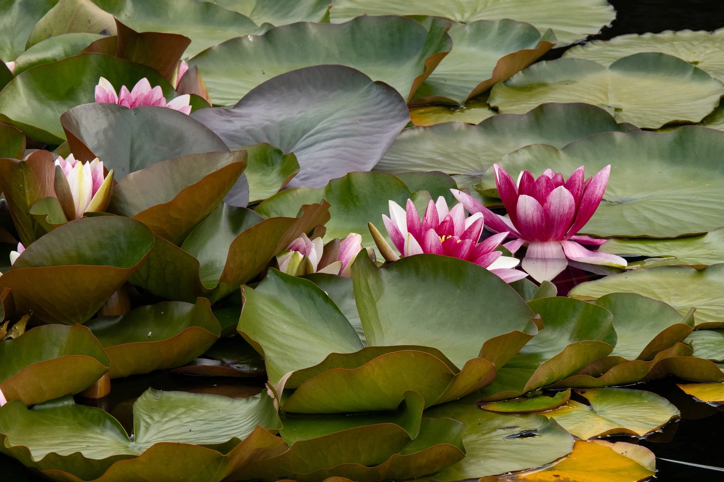 WaterlilySept26-6099.jpg