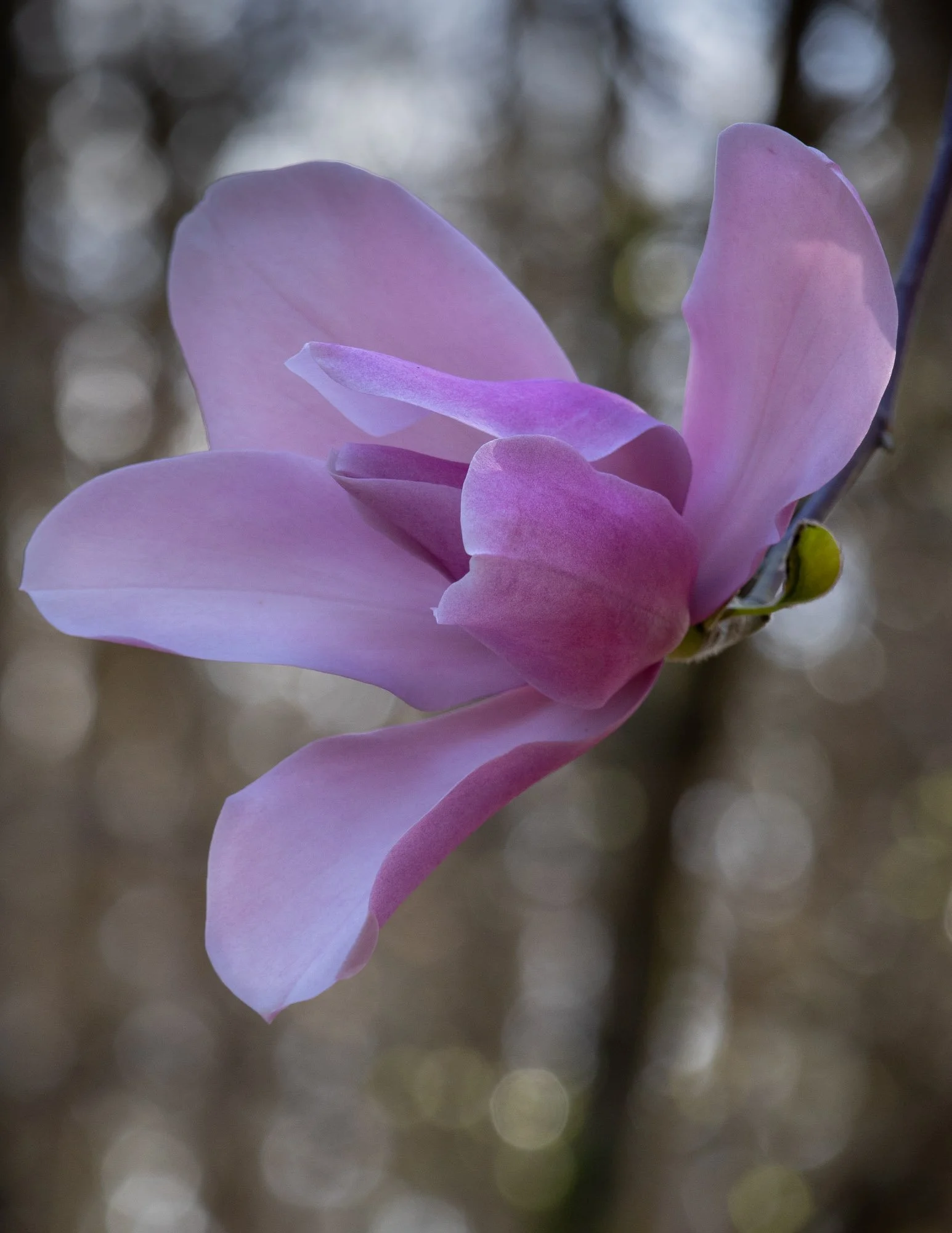 Magnolia 'Dawsoniana Chindit' II