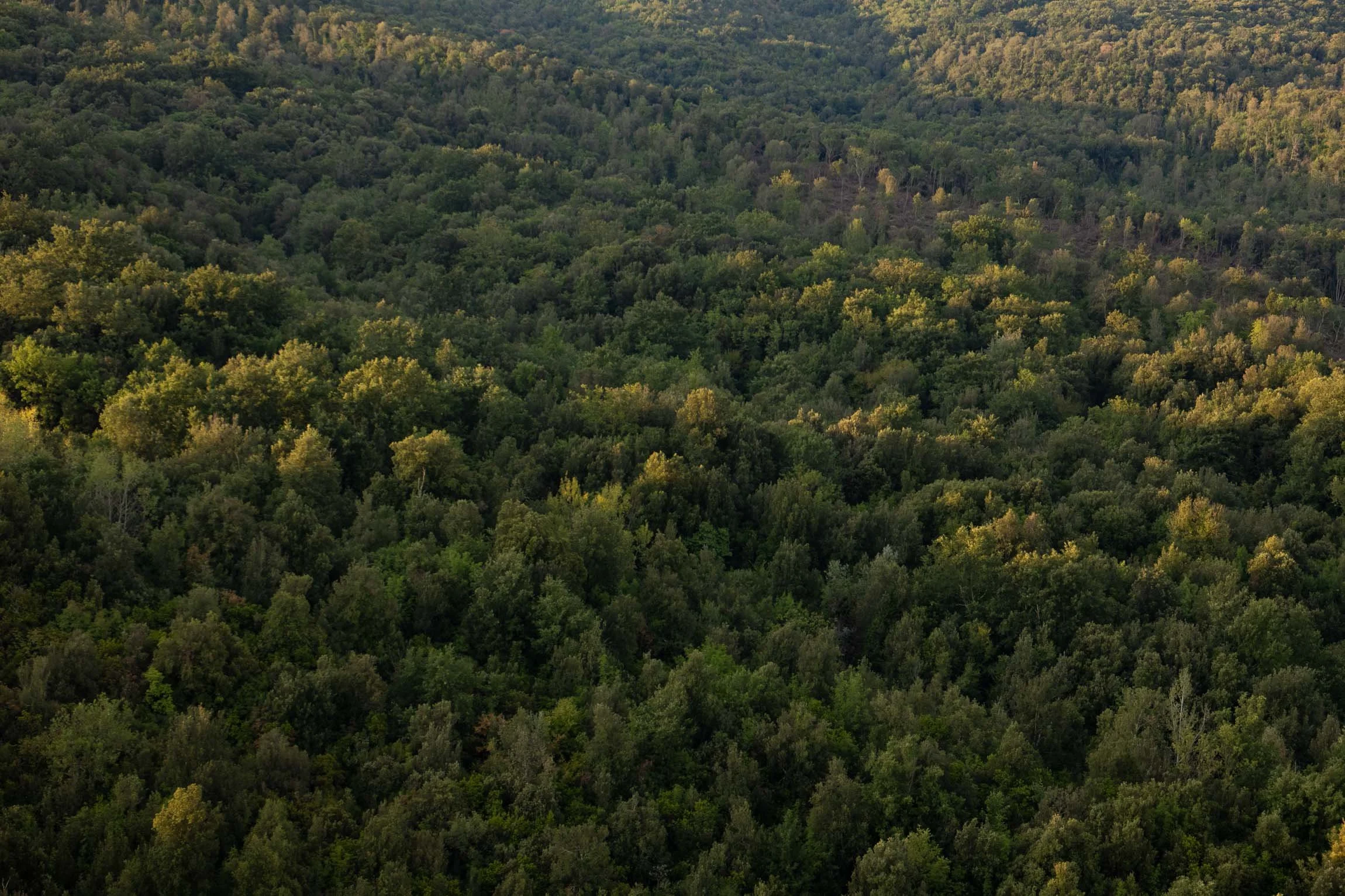 AmongstTuscanTrees26-7027.jpg