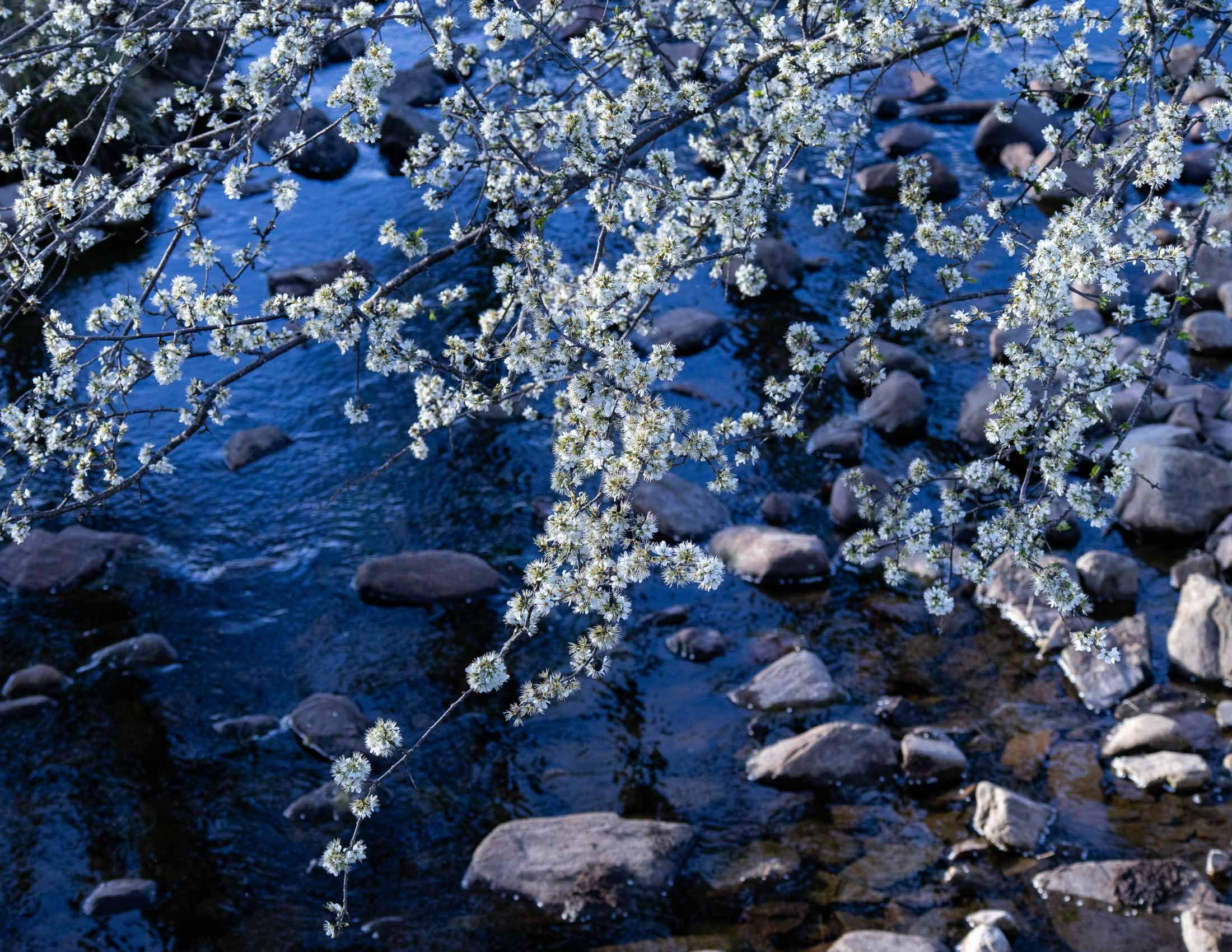 Blackthorn Blossom over Sutherland Burn