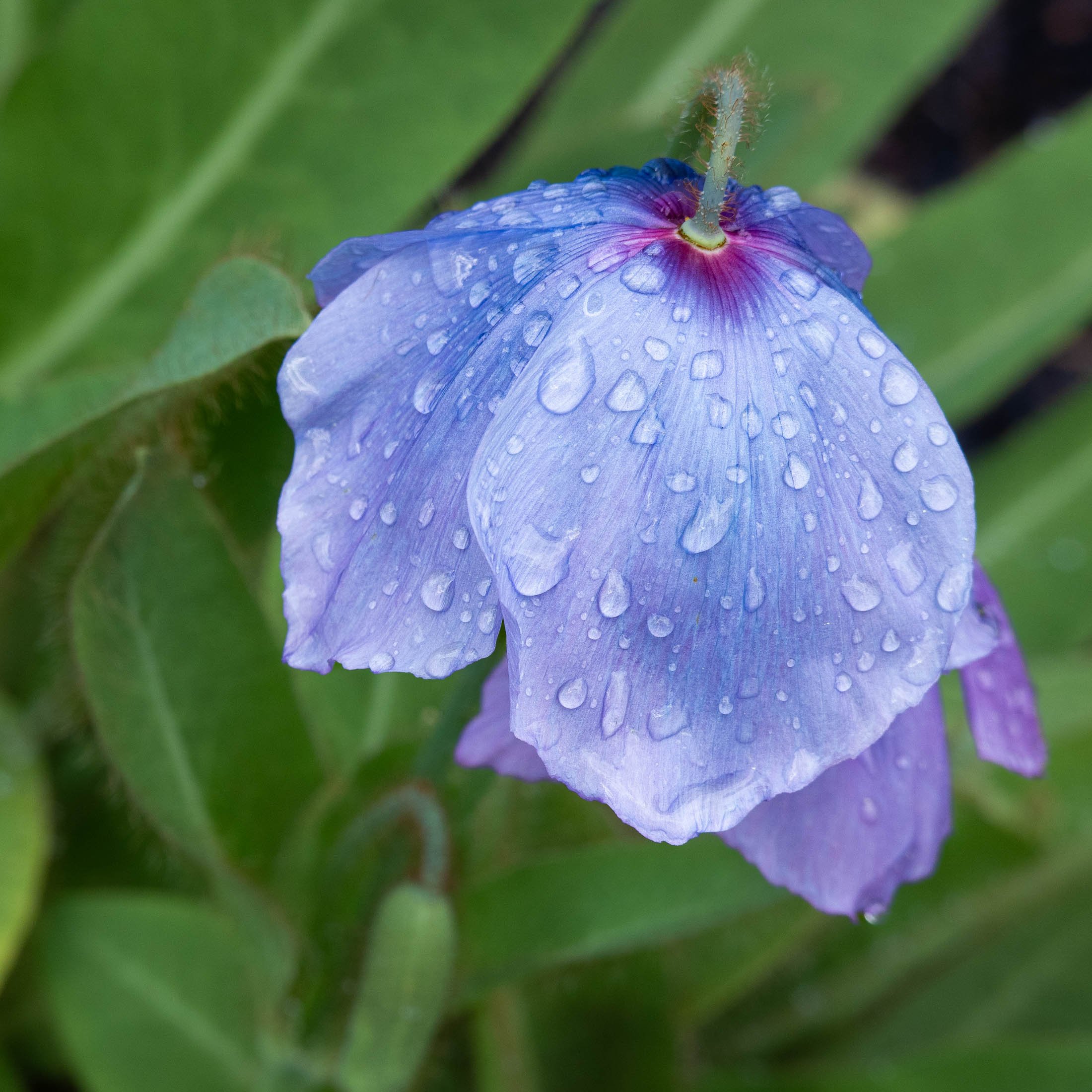 meconopsis-4911.jpg