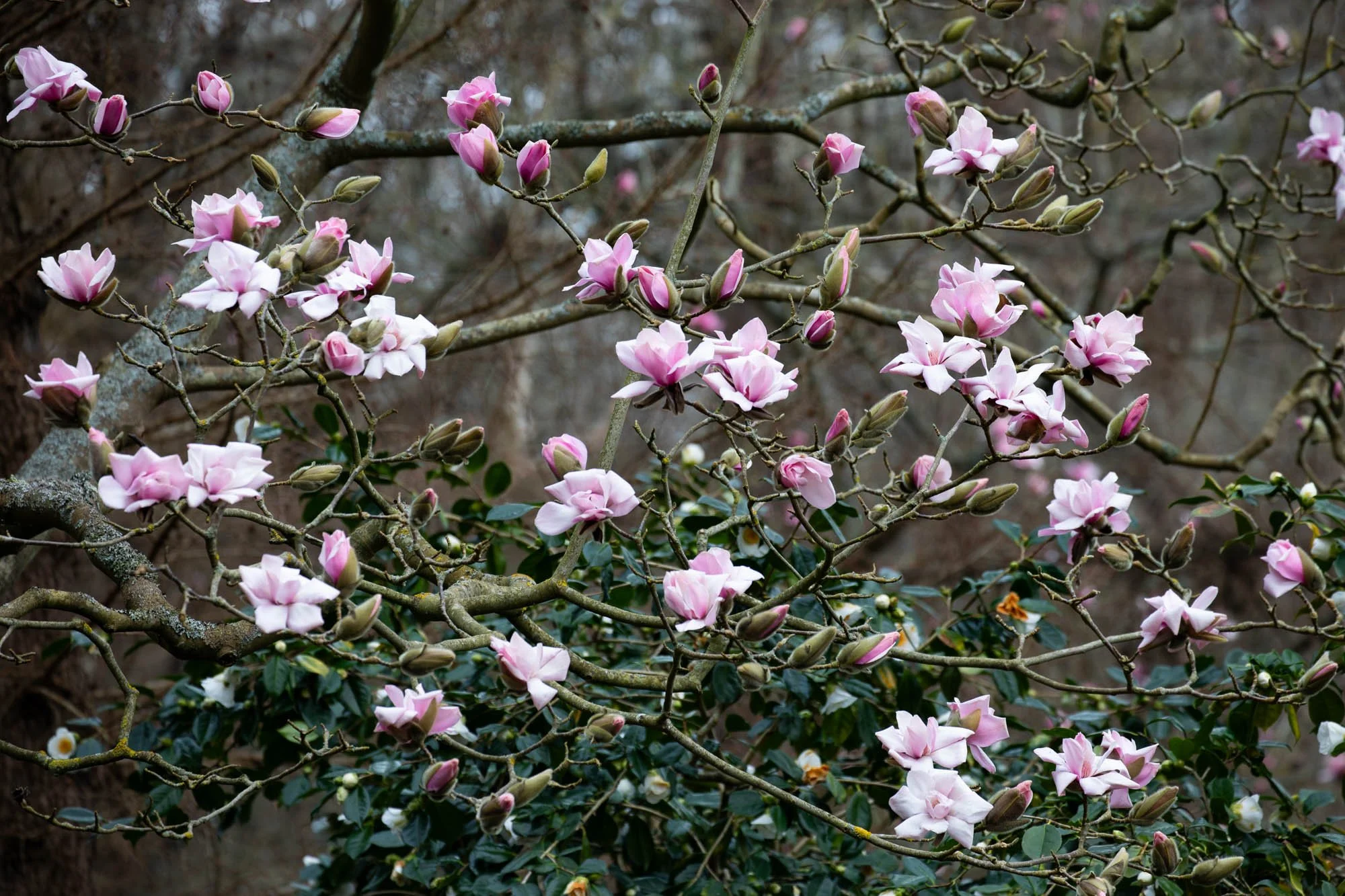 Magnolia 'Sprengeri Diva Seedling' III