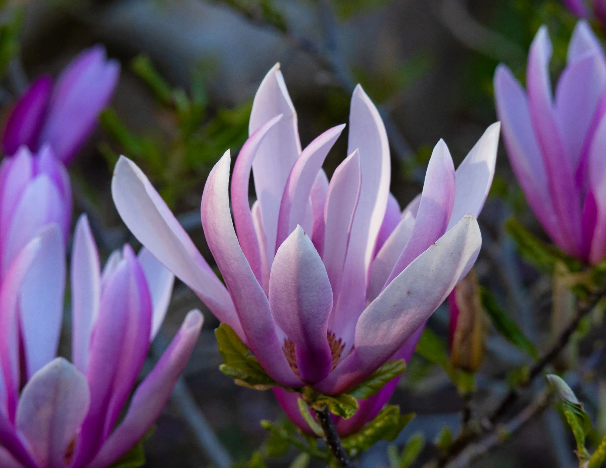 Magnolia 'Judith' I