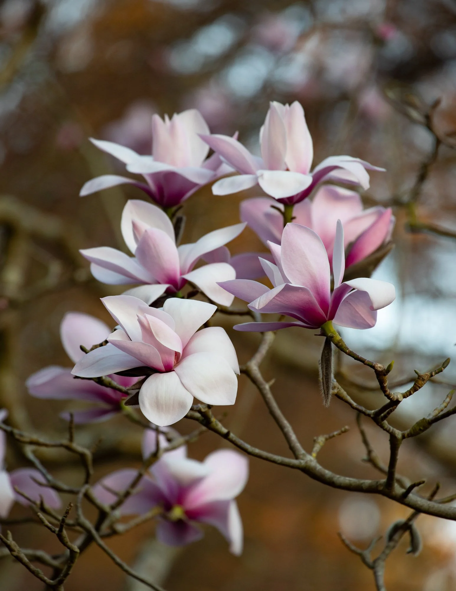 Magnolia 'Sprengeri Diva Seedling' VI