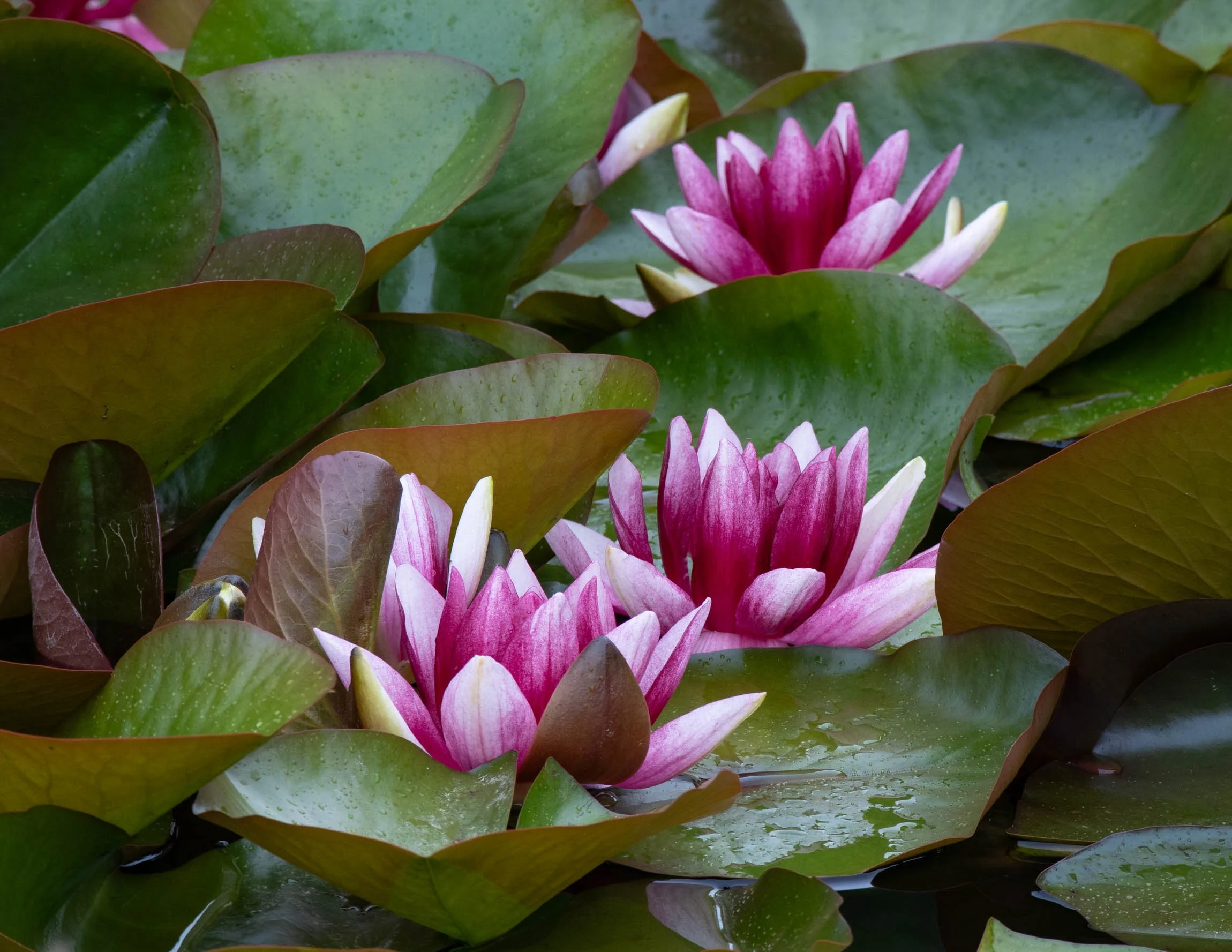 WaterlilySept26-6445.jpg