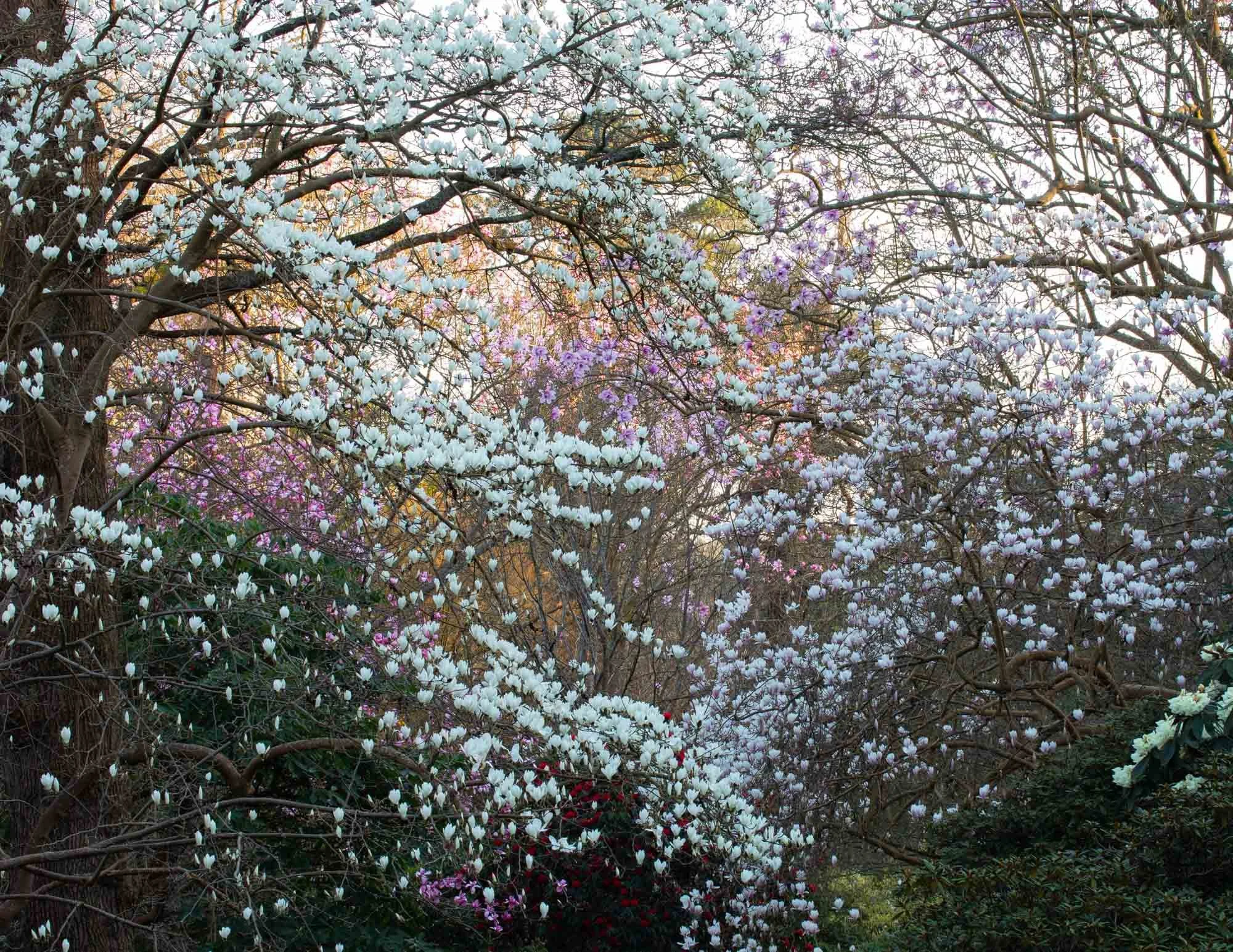 Magnolia 'Stage' VI