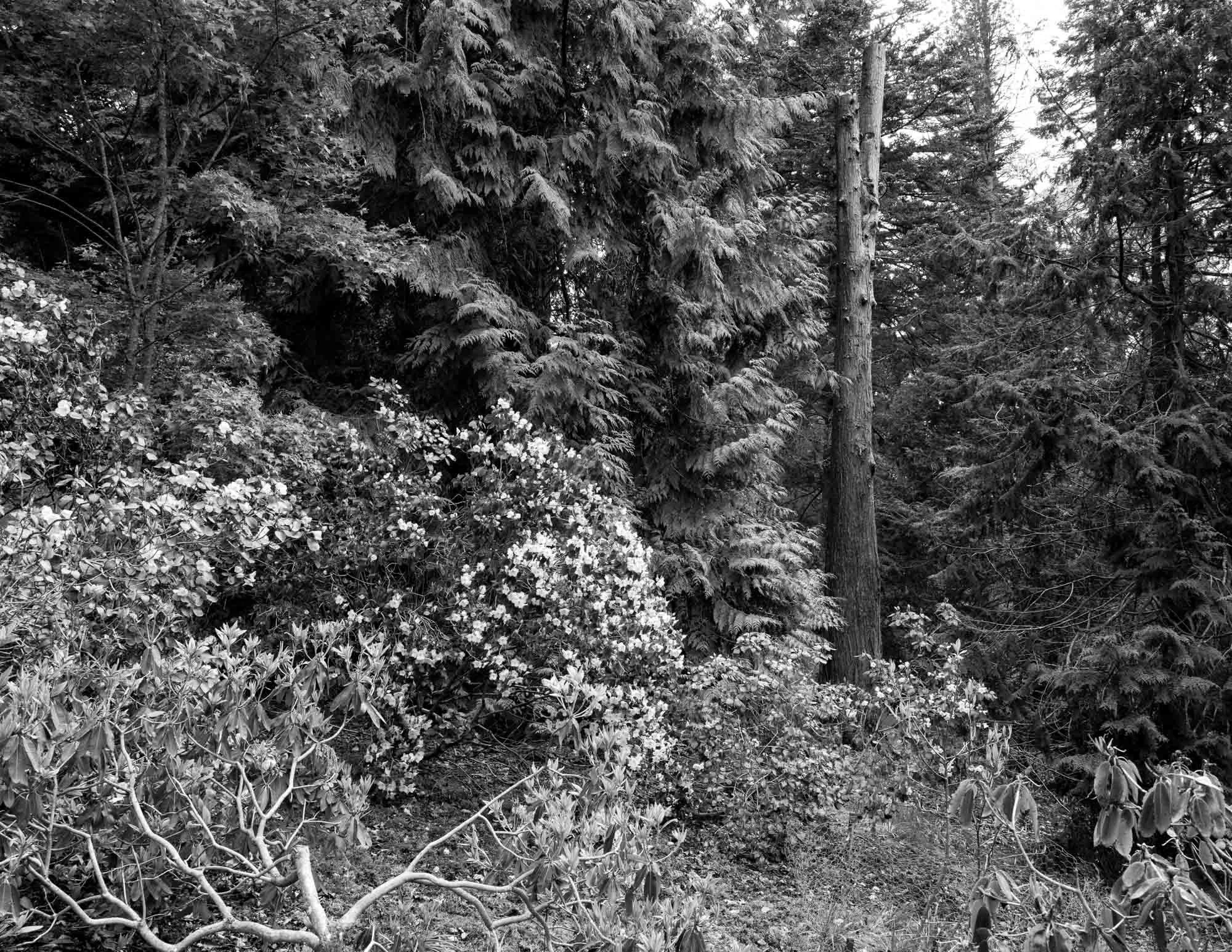 DAWYCK-1011016.jpg