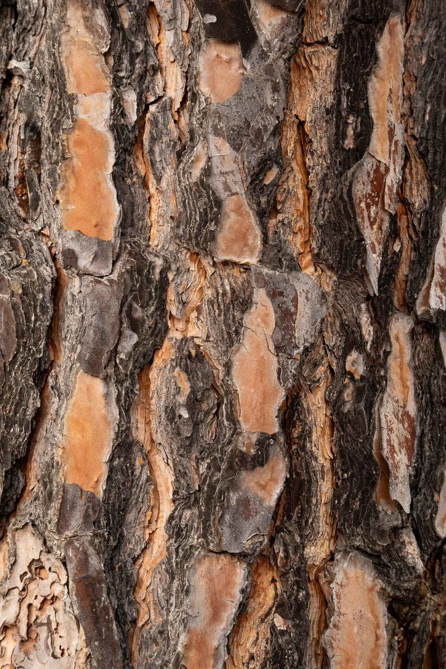 AmongstTuscanTrees26-7087.jpg