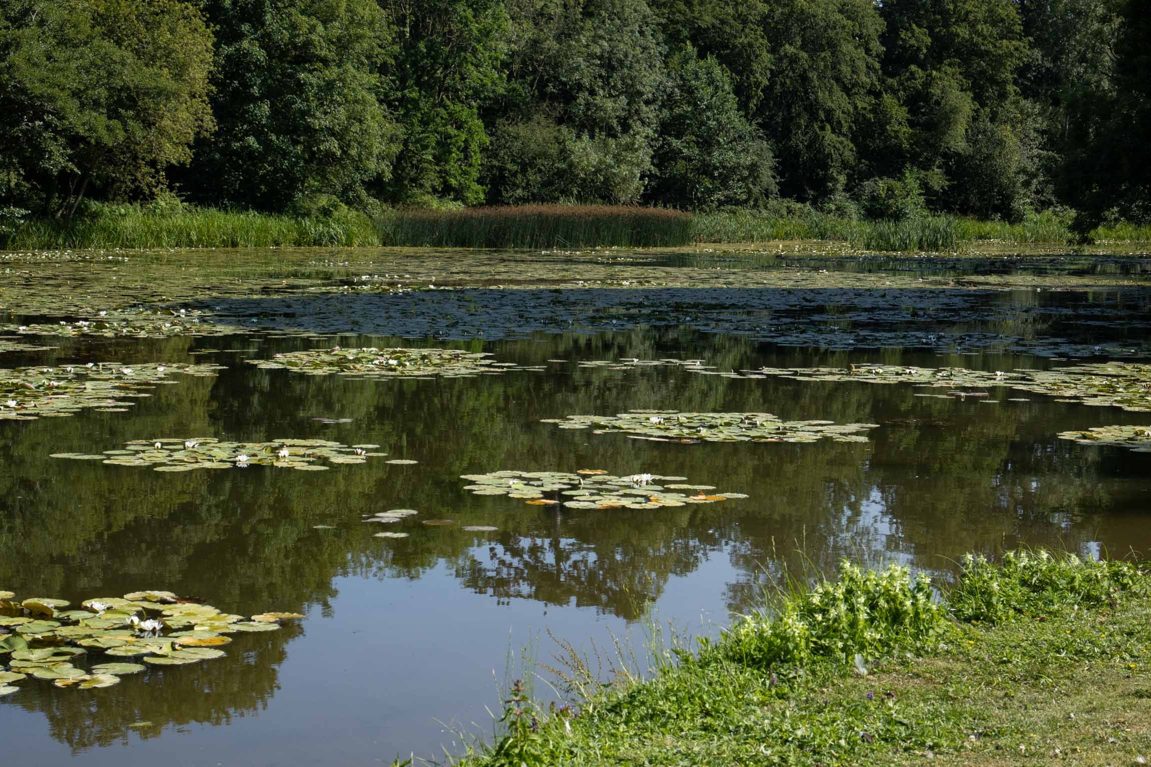 WaterlilySept26-5914.jpg