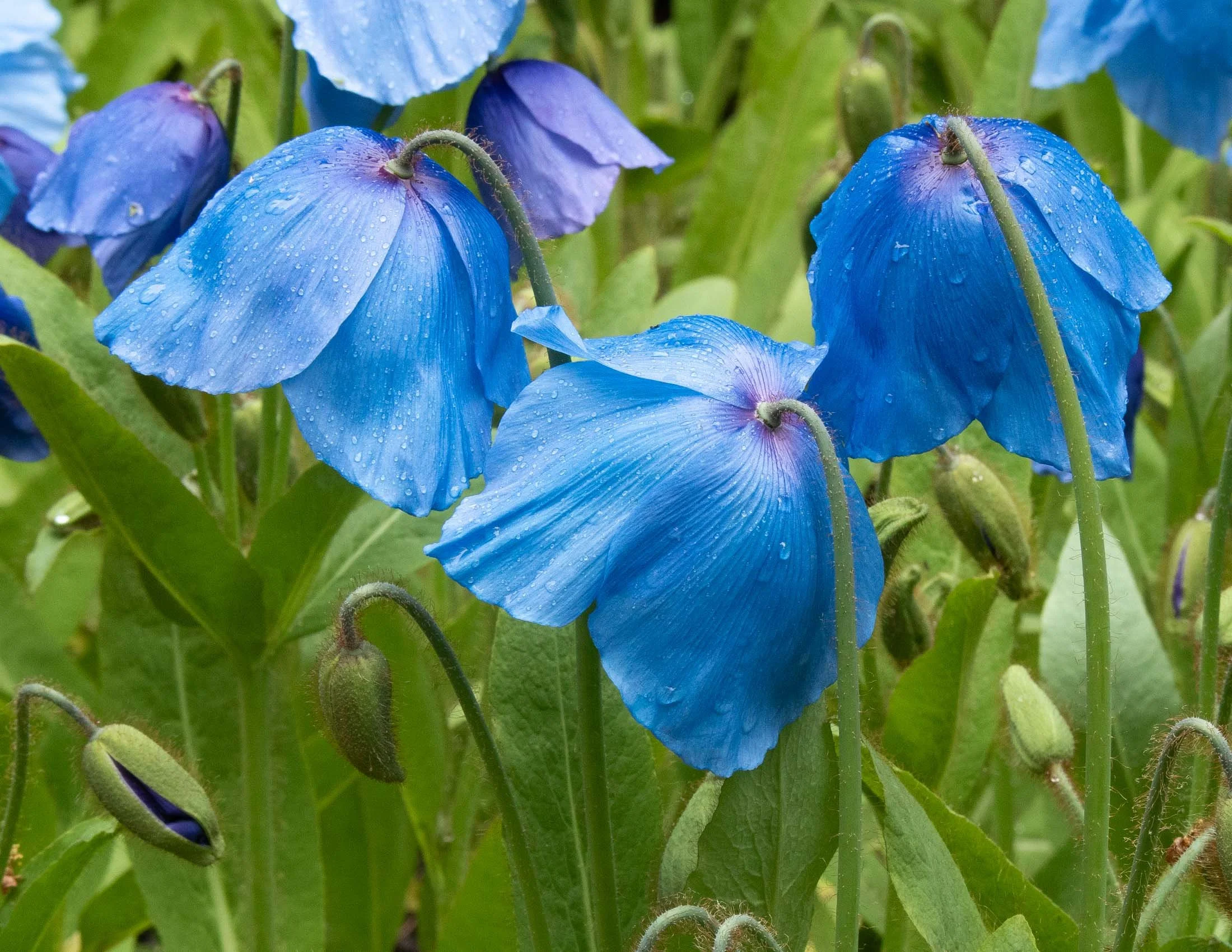 meconopsis-5133.jpg