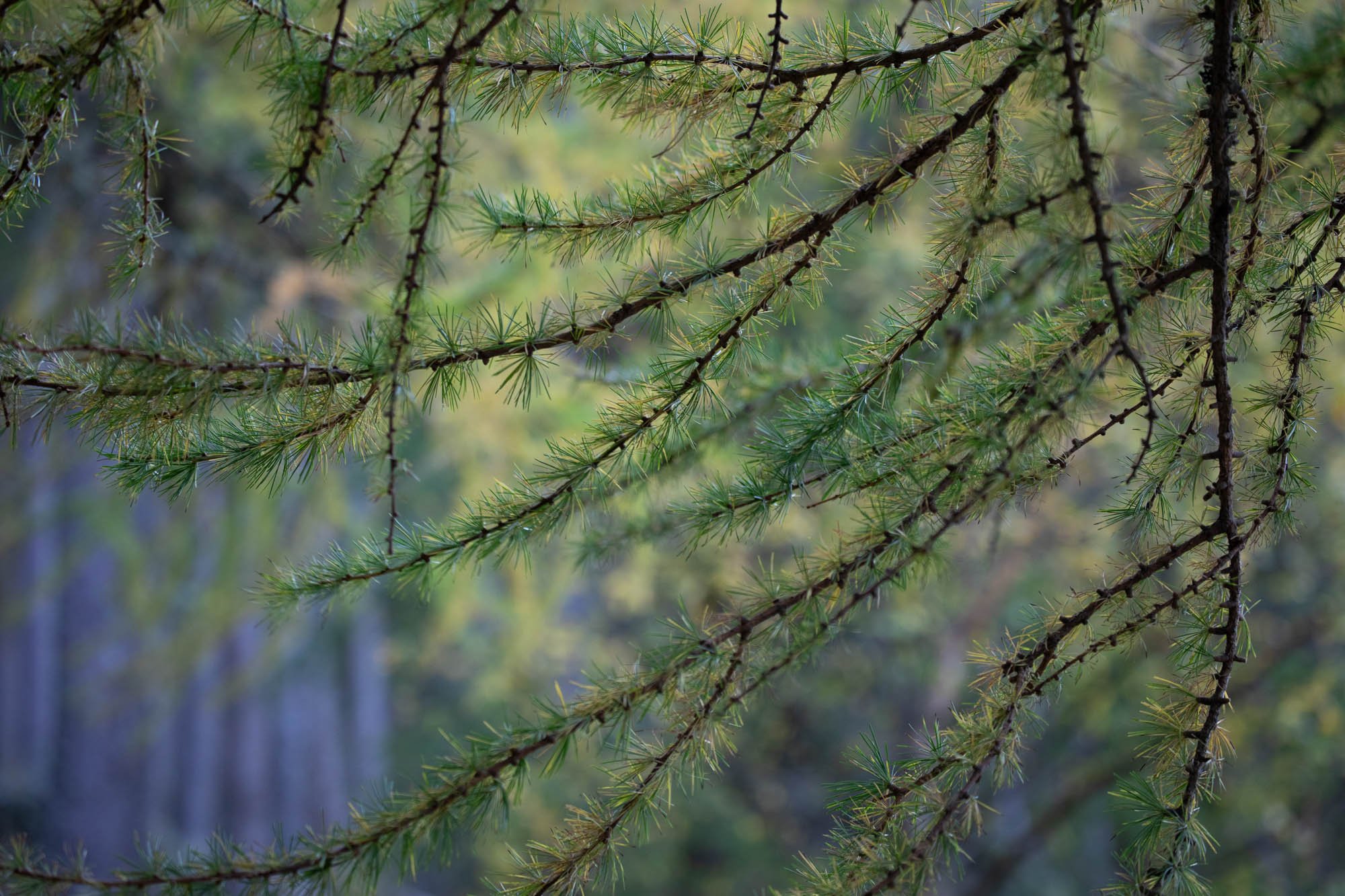Spring Larch