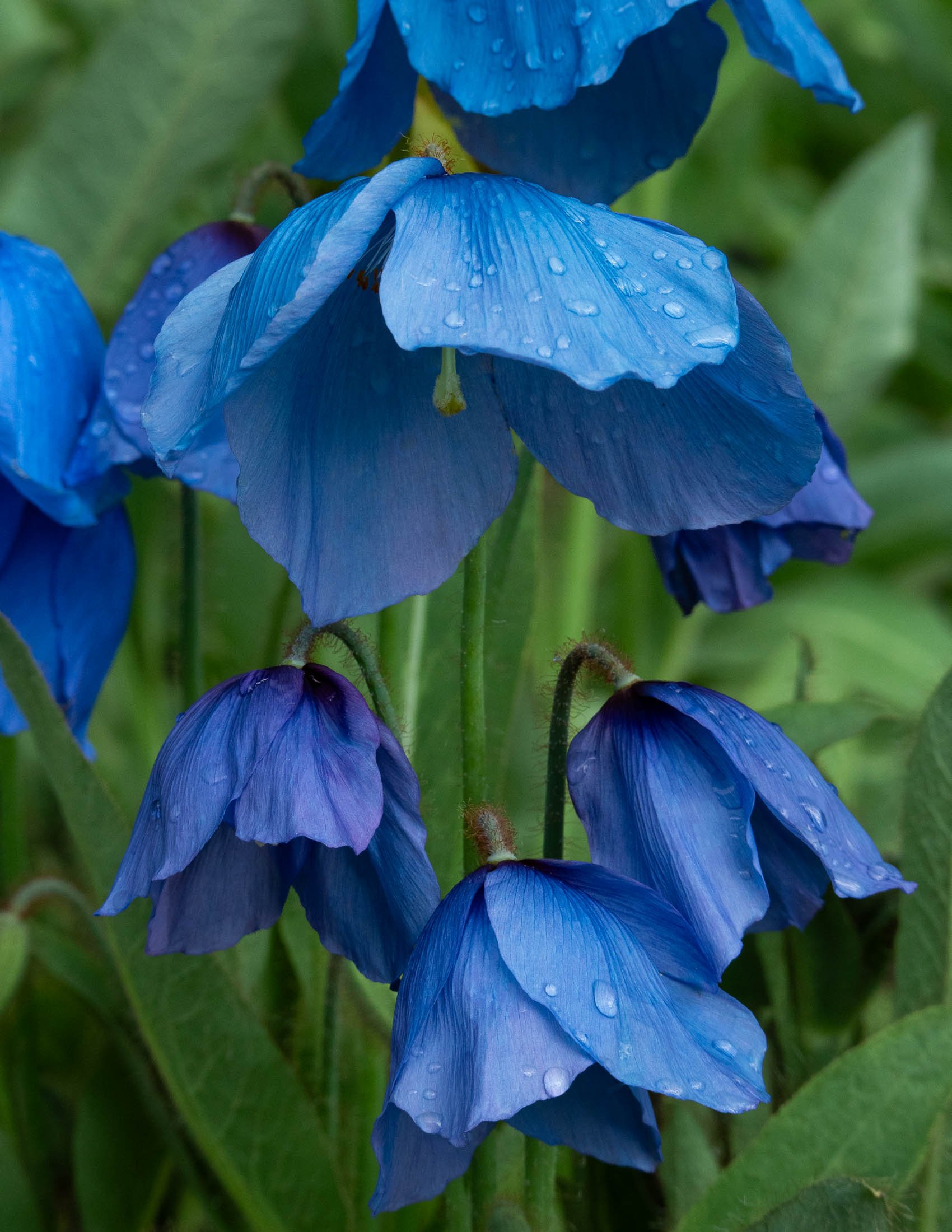 meconopsis-4943.jpg