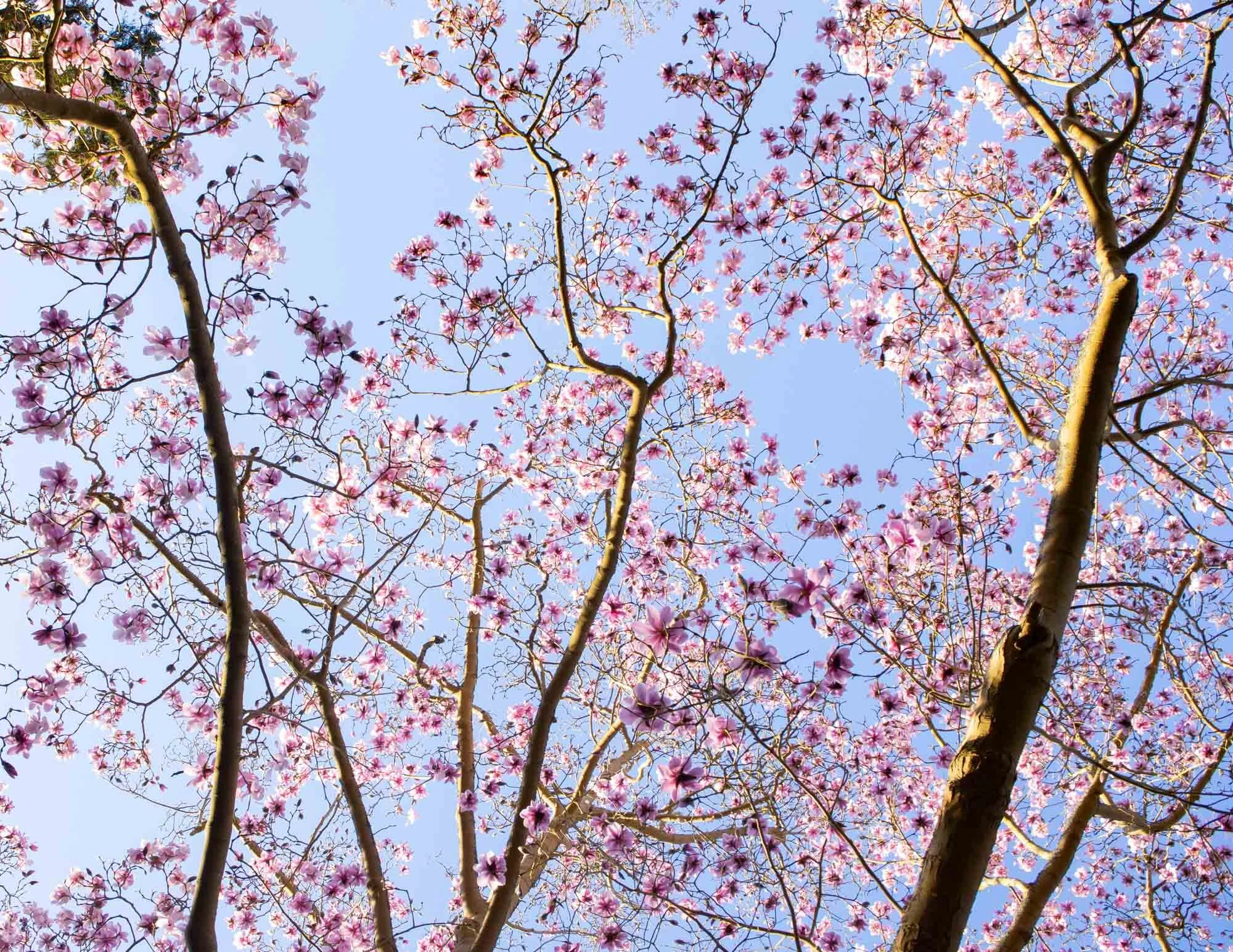 Magnolia 'Dawsoniana Valley Splendour' II