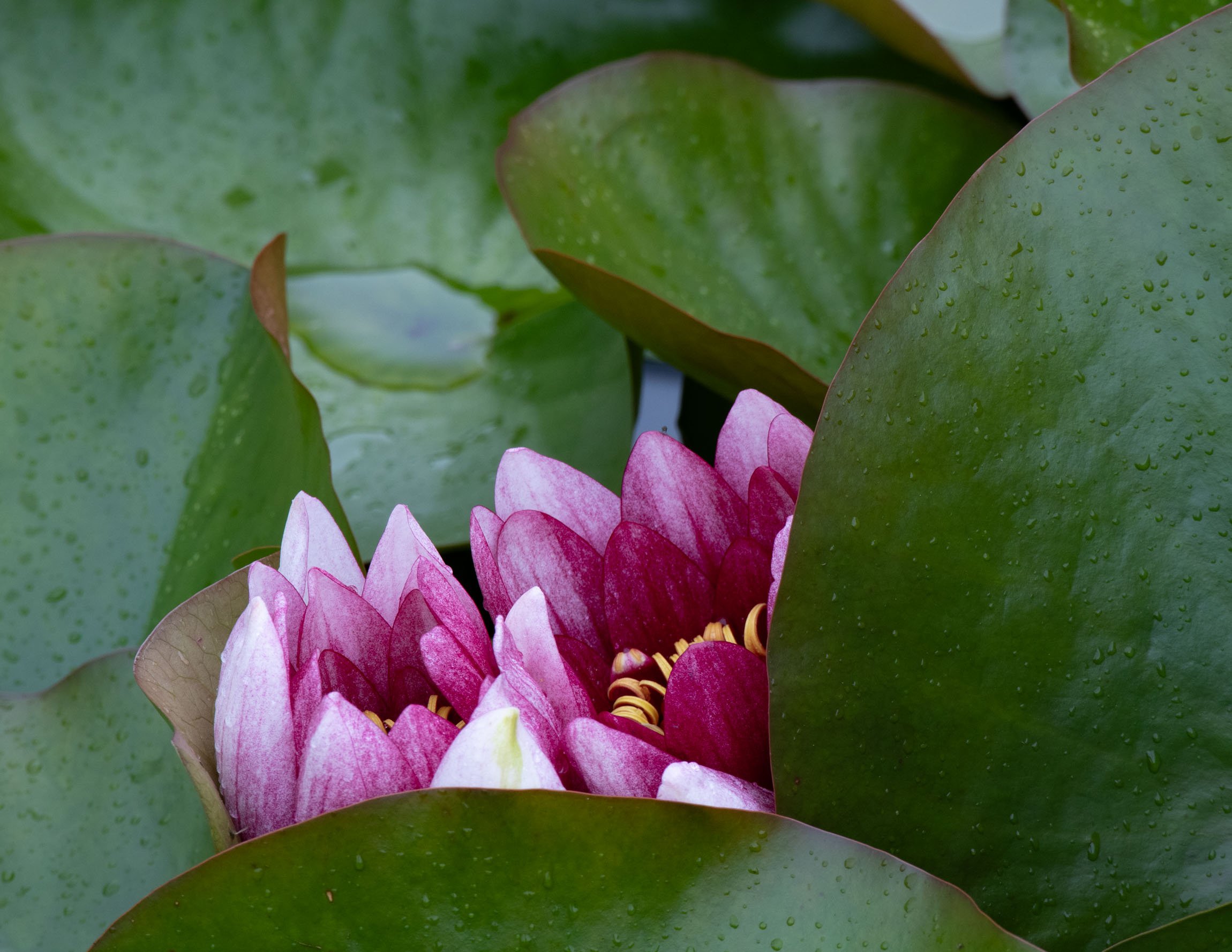 WaterlilySept26-6443.jpg