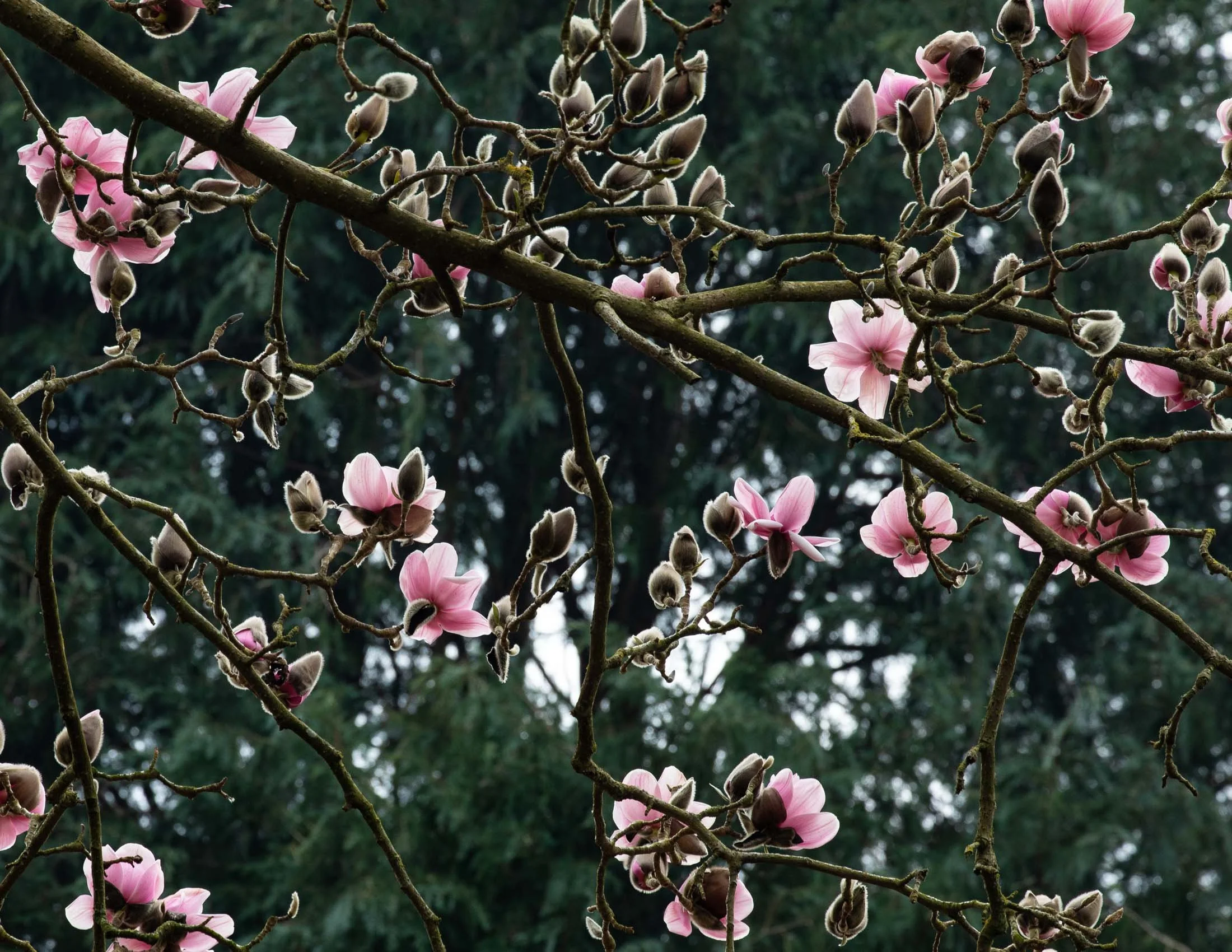 Magnolia 'His Majesty King Charles III' - IV