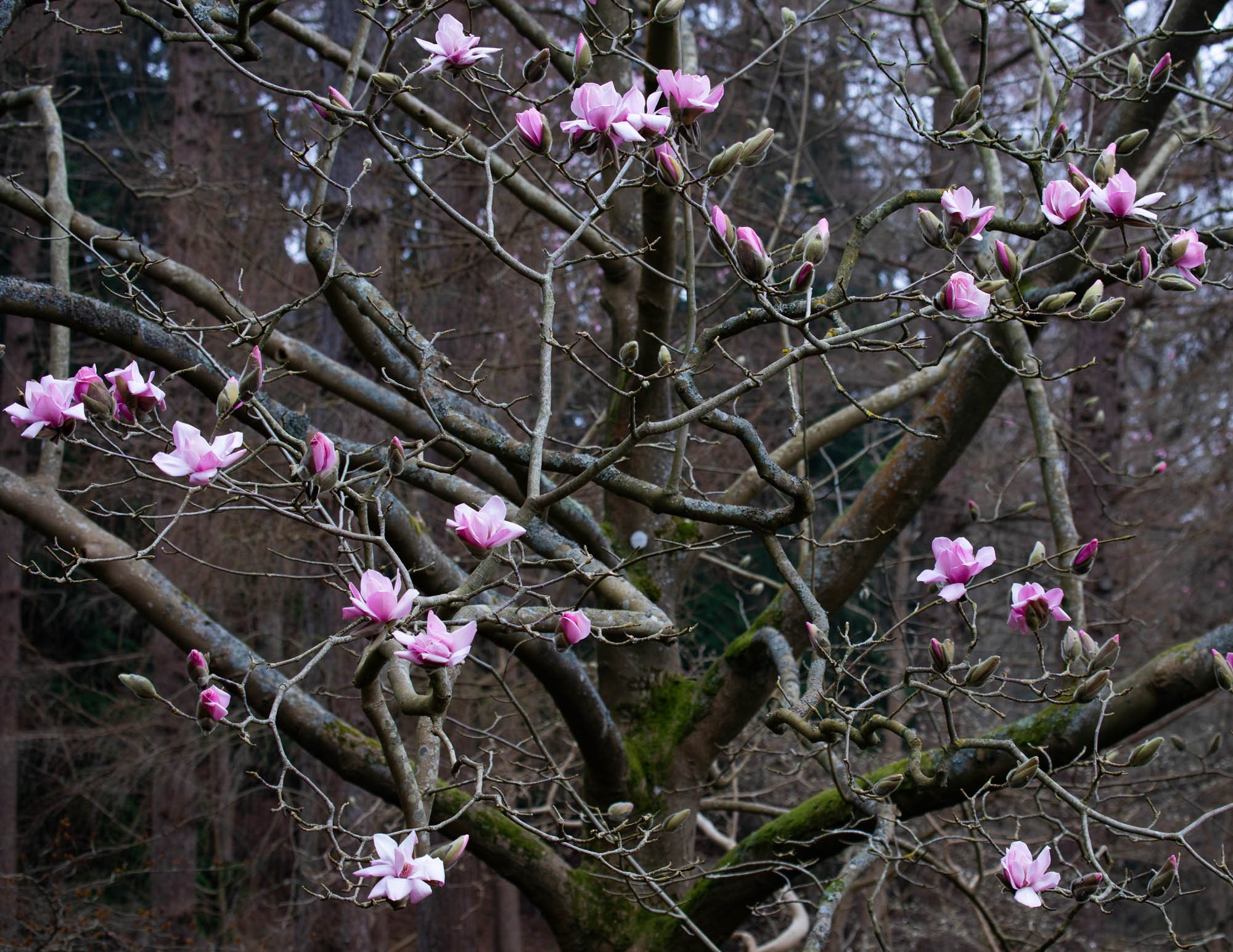 Magnolia 'Sprengeri Diva Seedling' I