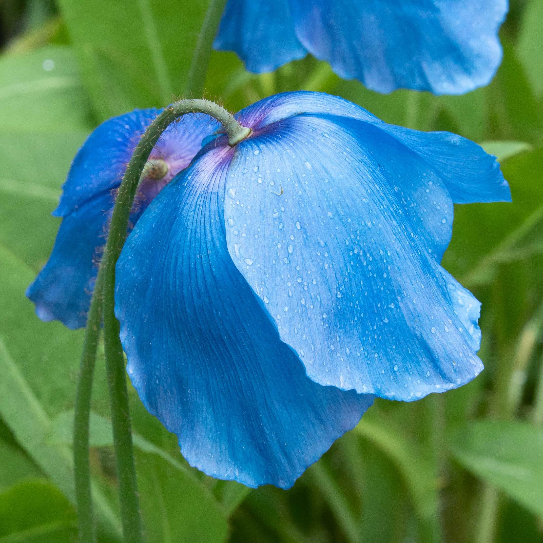 meconopsis-5097.jpg