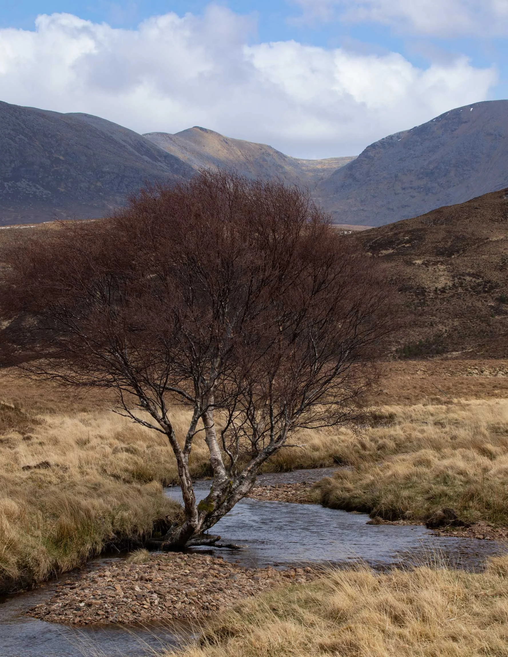 ray forest-0073.jpg