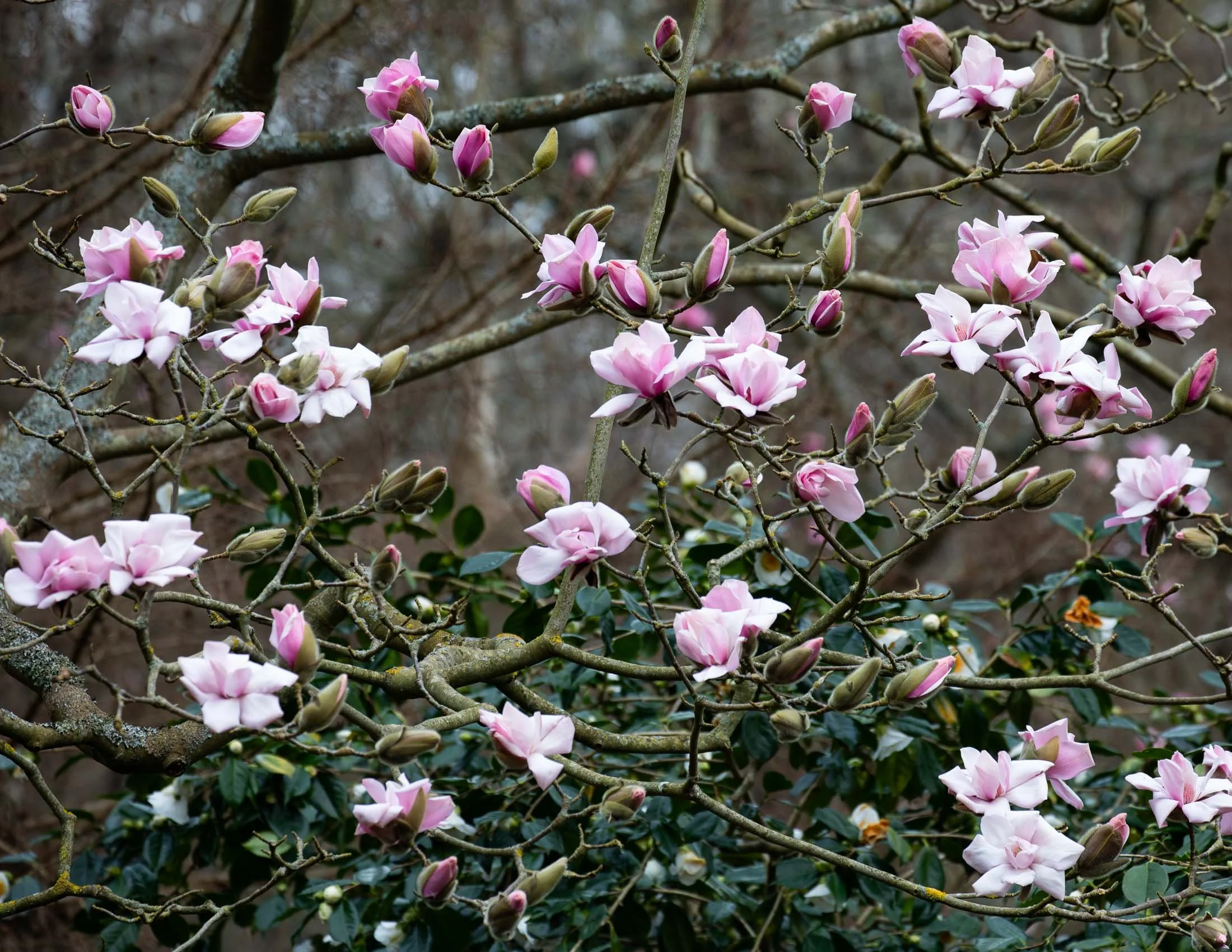 Magnolia 'Sprengeri Diva Seedling' III