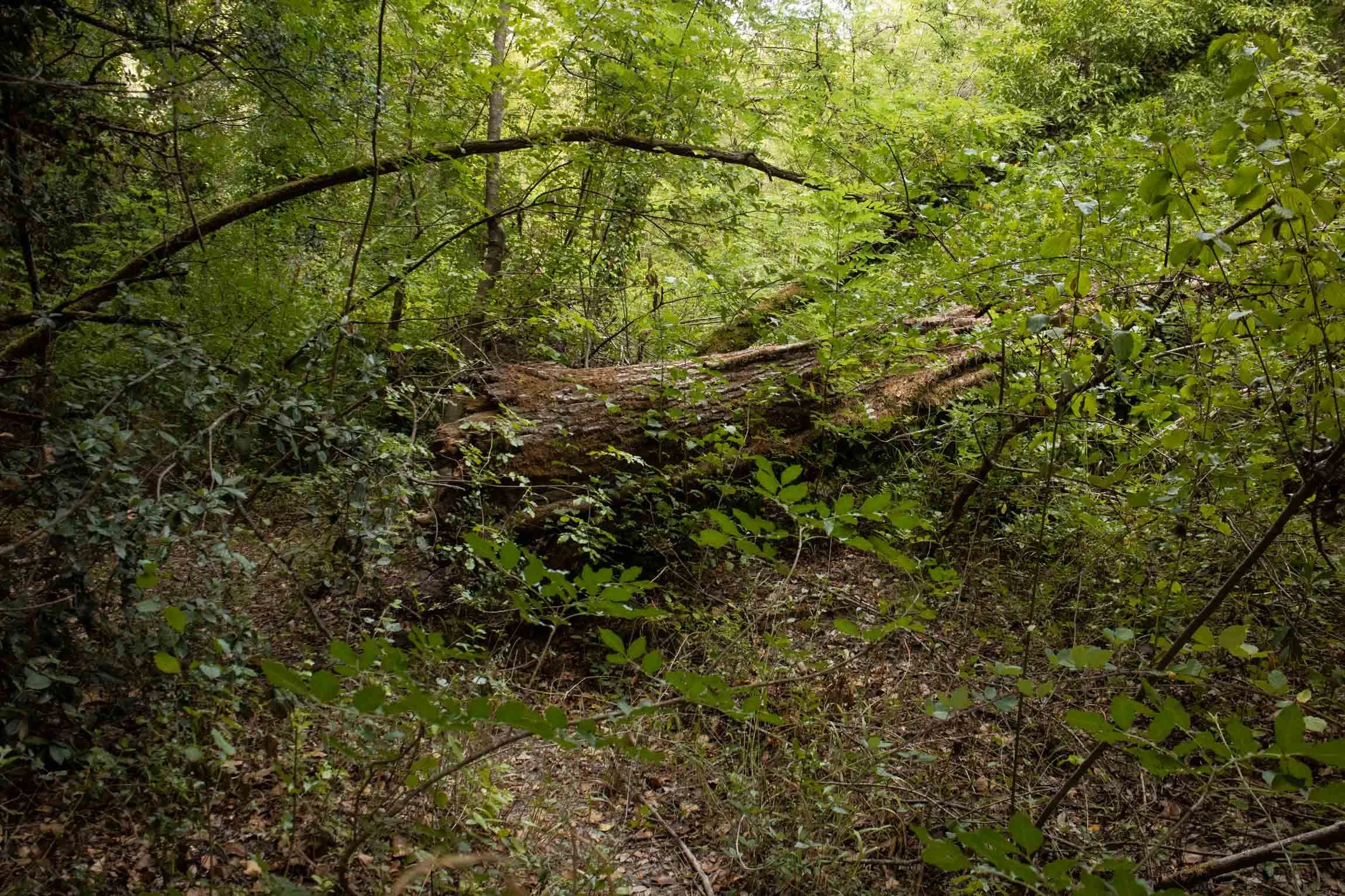 AmongstTuscanTrees26-7202.jpg