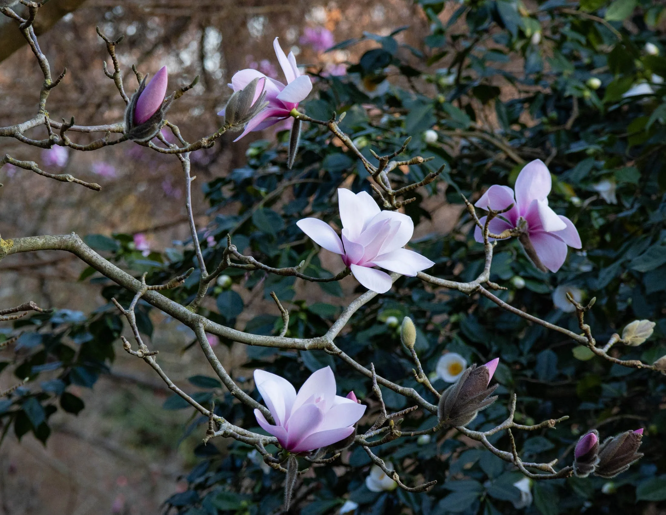 Magnolia 'Sprengeri Diva Seedling' XII