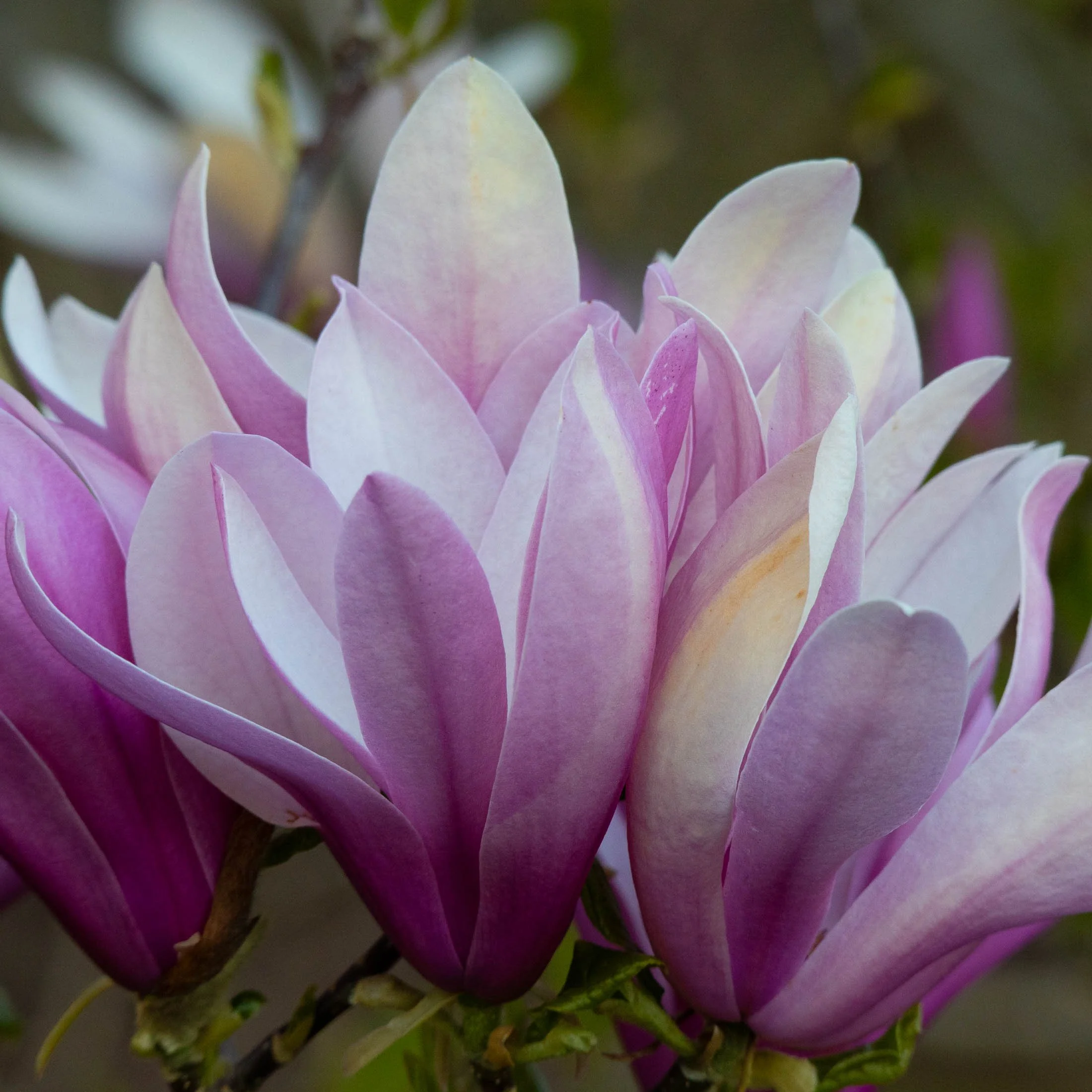 Magnolia 'Judith' III