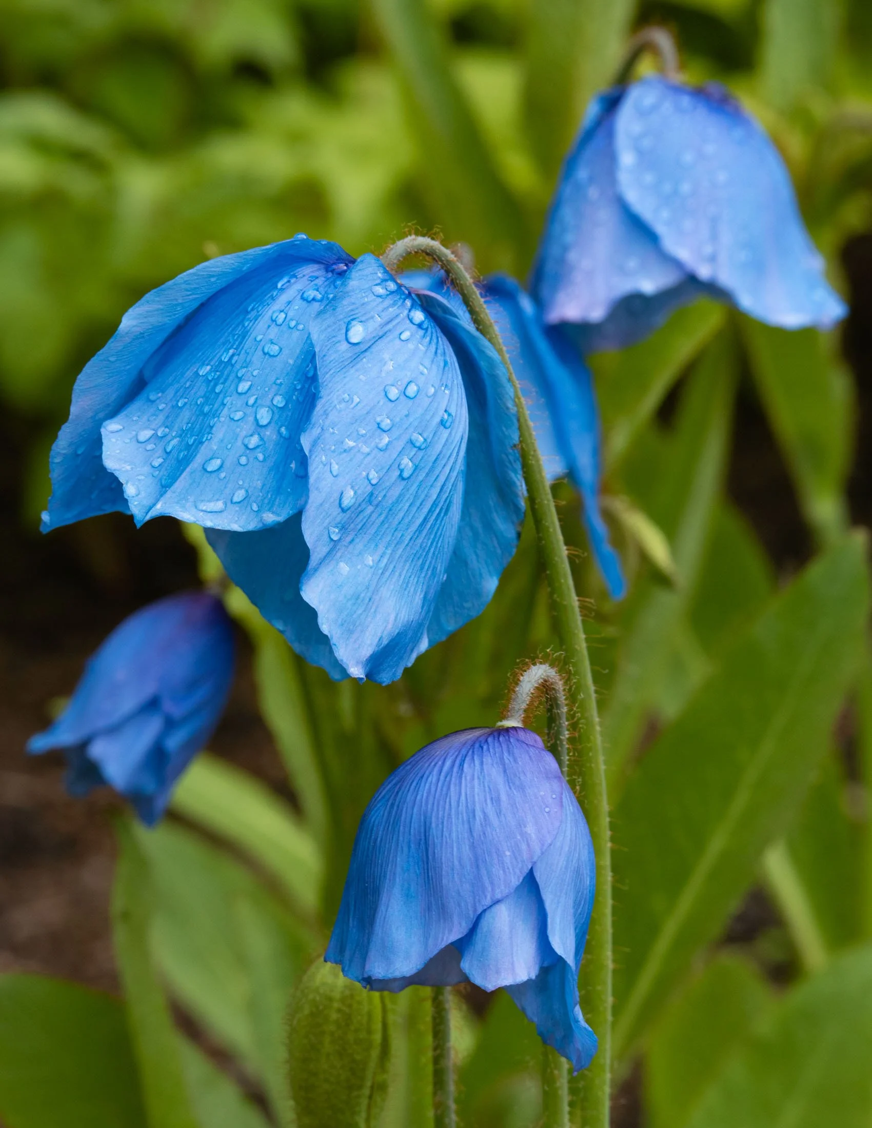 meconopsis-4915.jpg