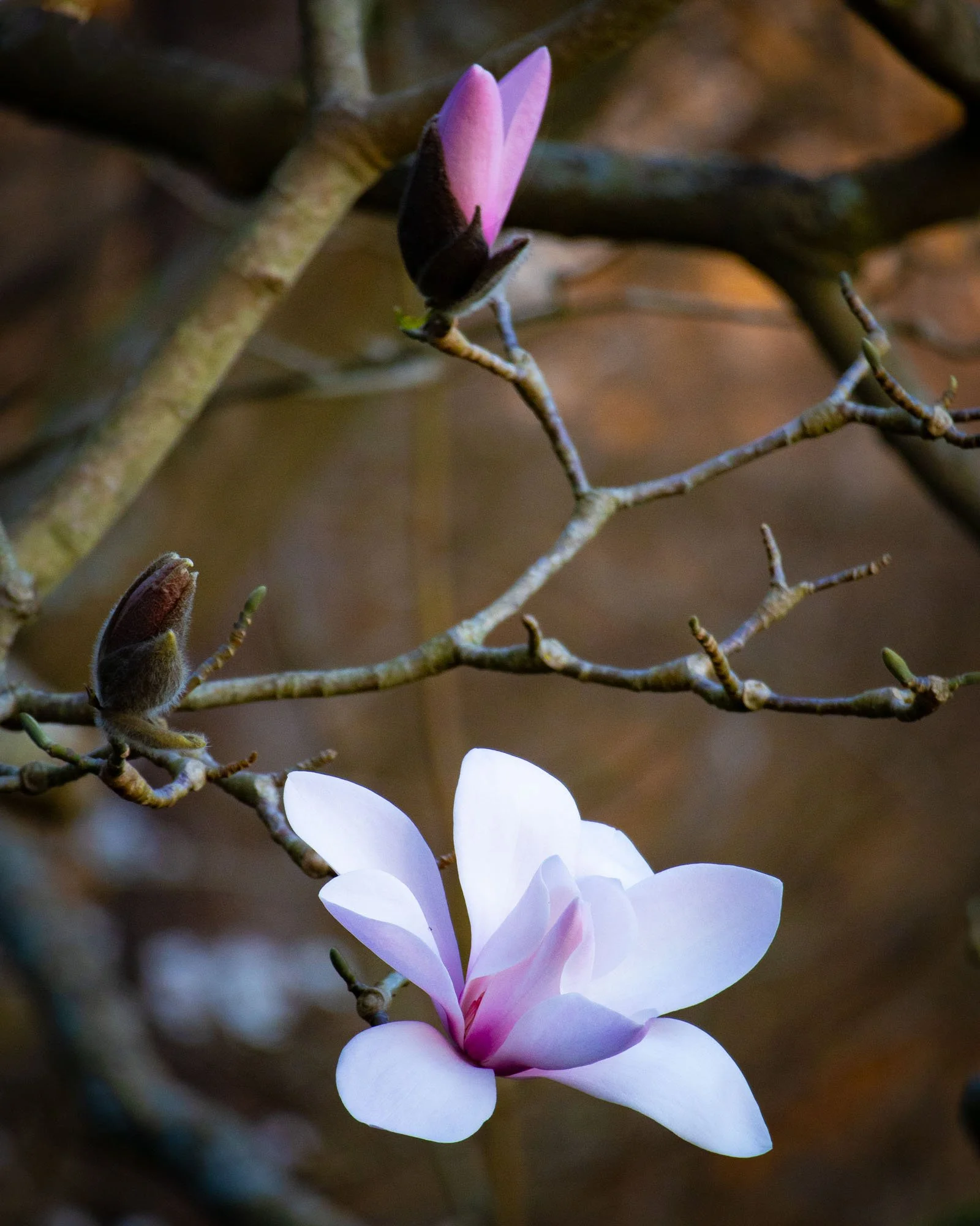 Magnolia 'Sprengeri Diva Seedling' VII