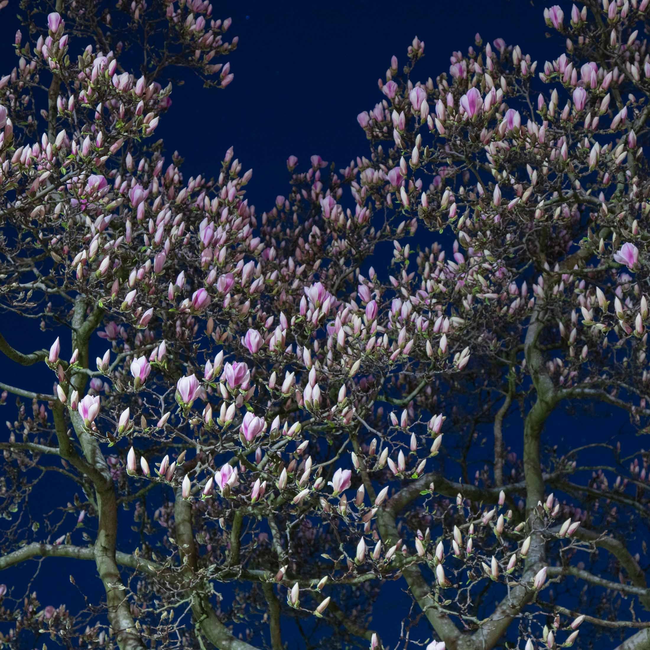 Nightime Magnolia-0074.jpg