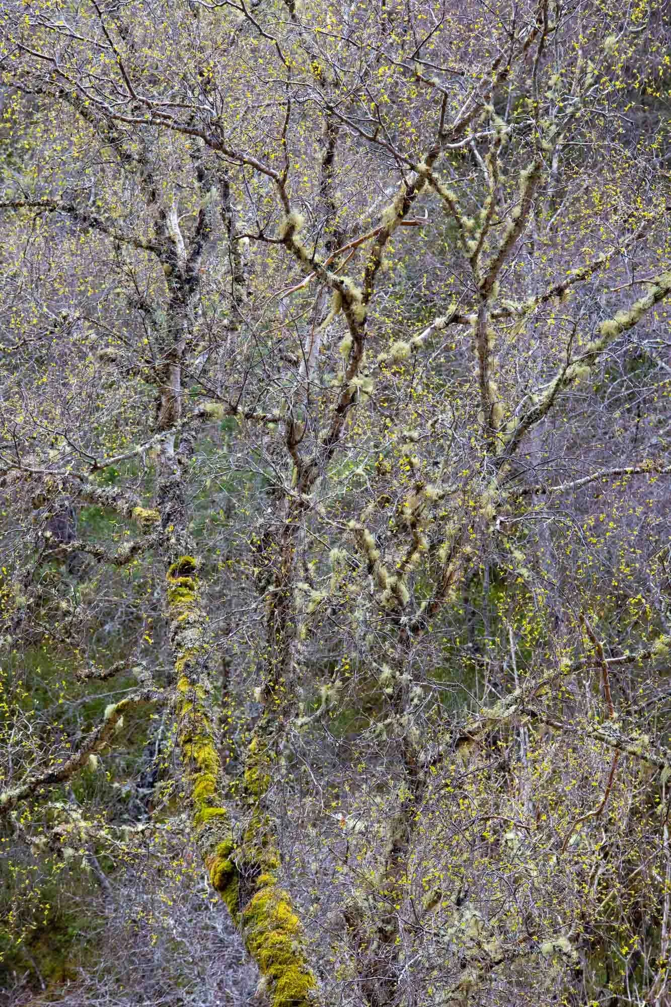 Early Spring Birch II