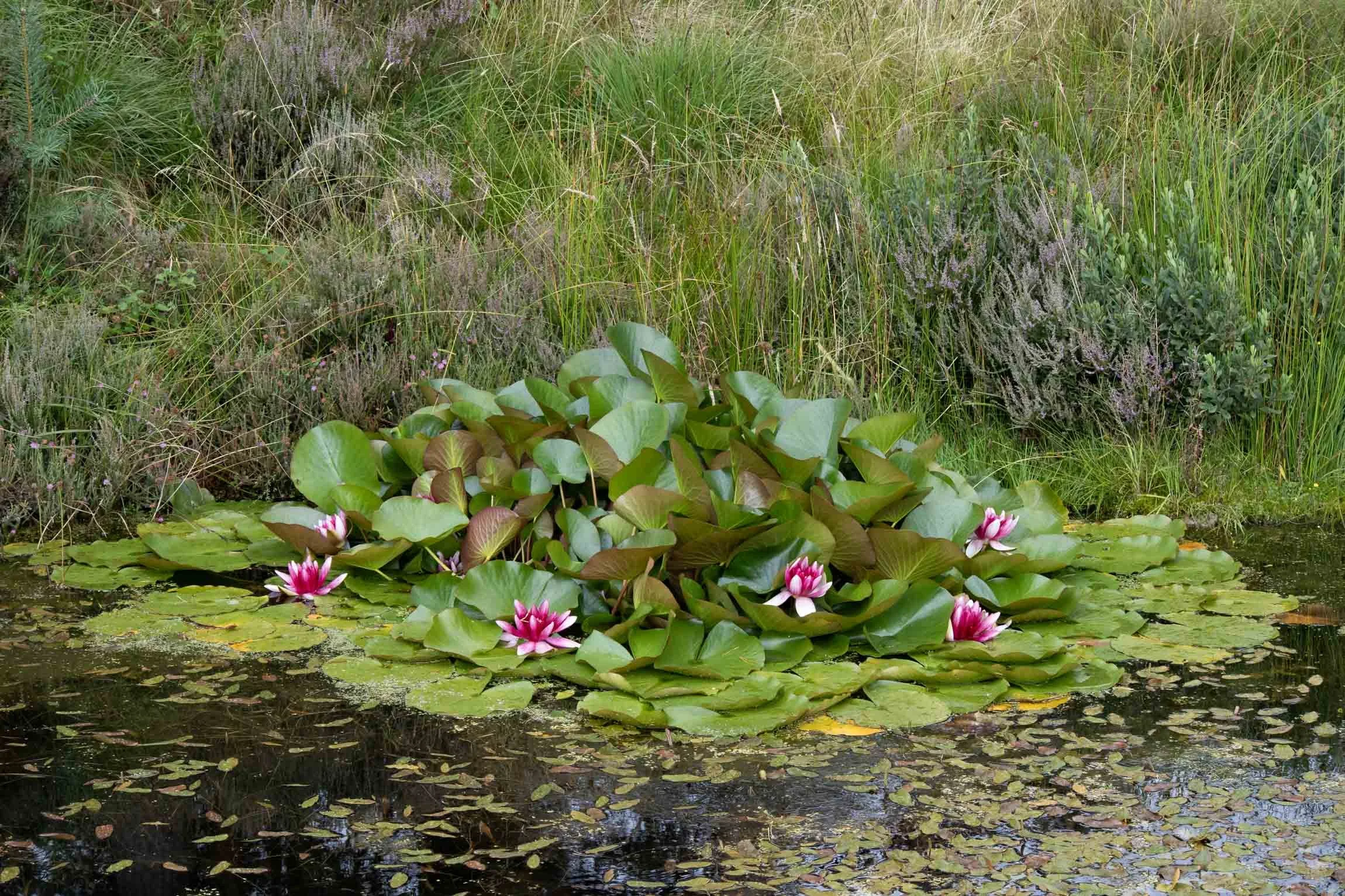 WaterlilySept26-6497.jpg