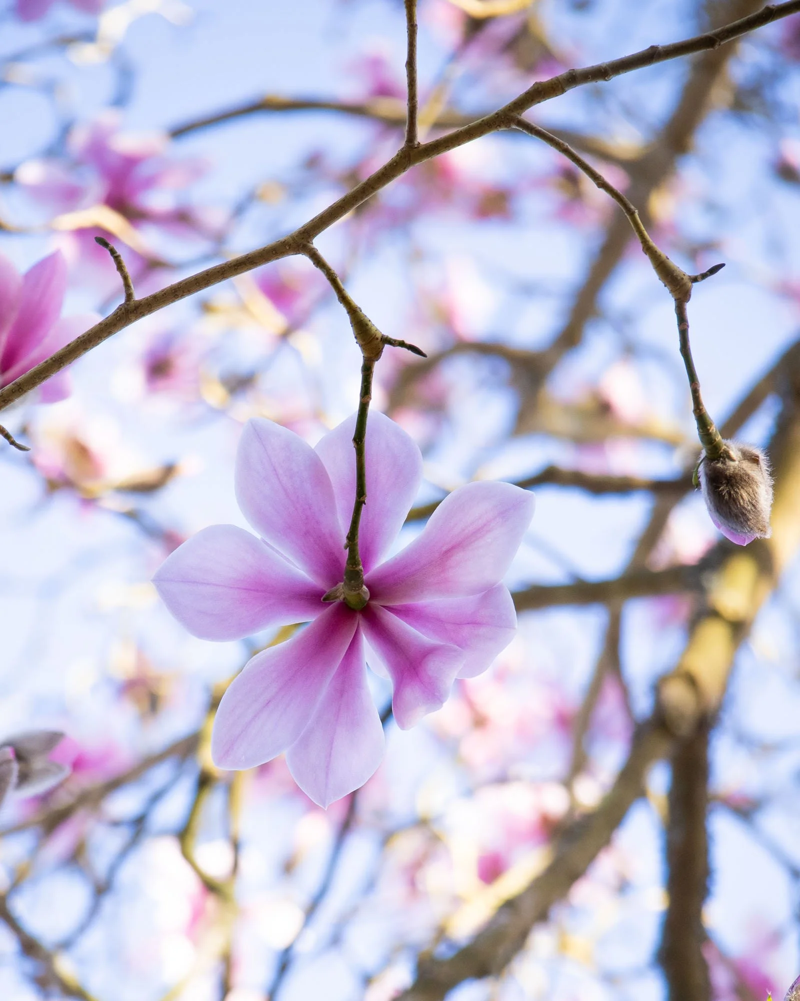 Magnolia 'Dawsoniana Valley Splendour' I