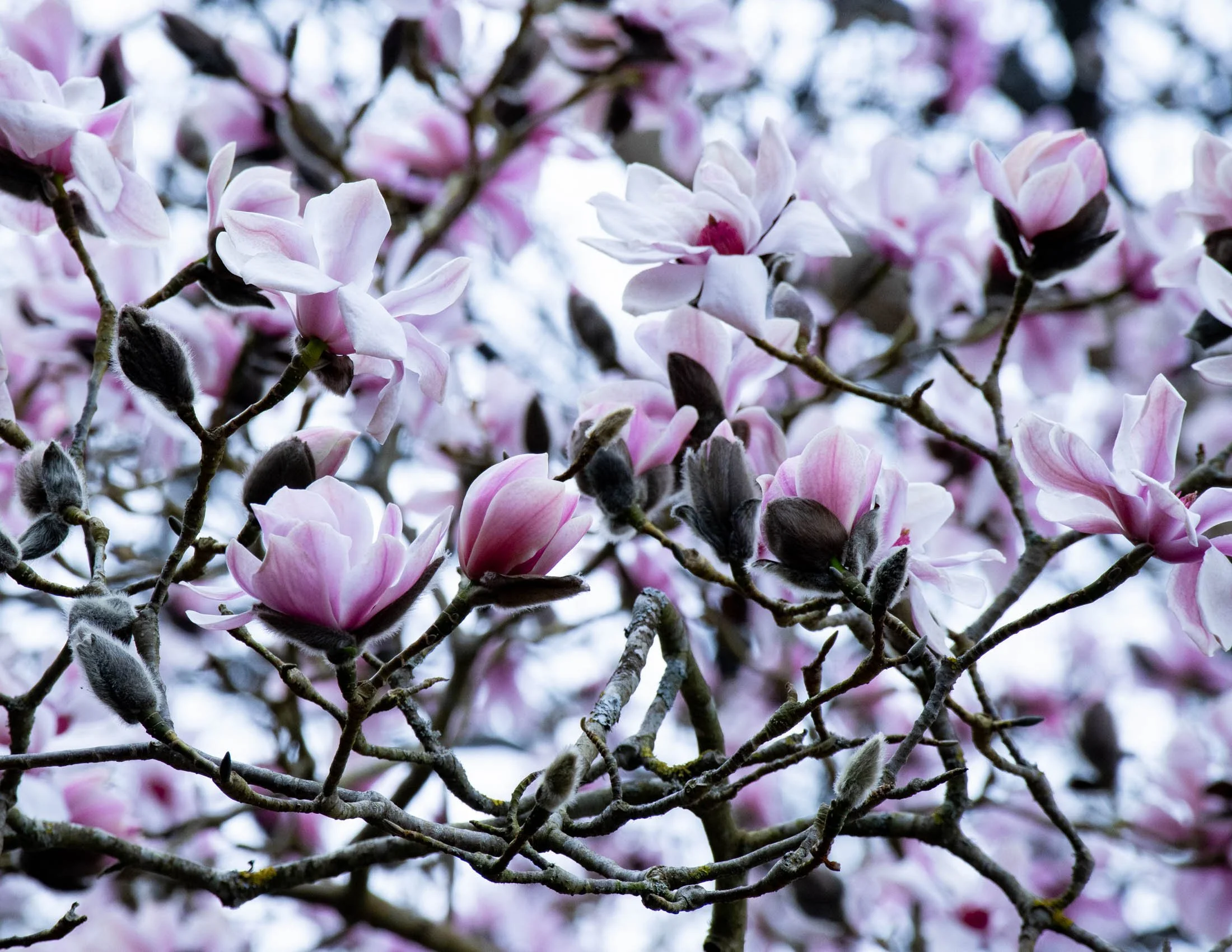 Magnolia 'Dawsoniana Valley Splendour' III