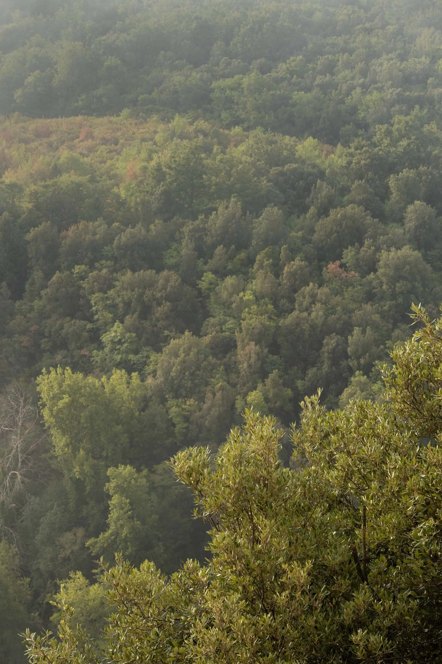 AmongstTuscanTrees26-6975.jpg