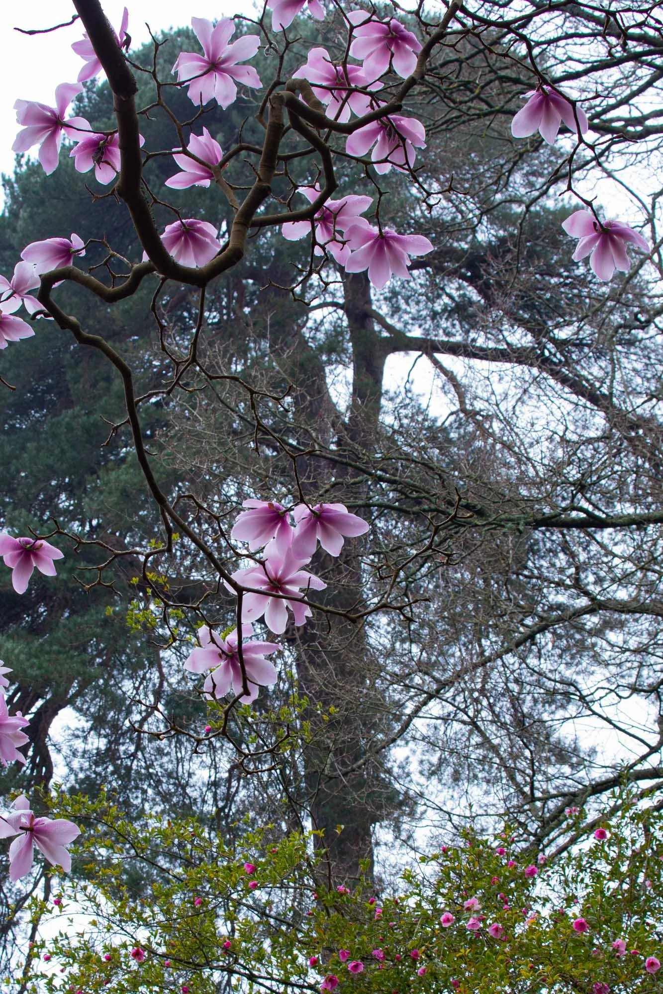 Magnolia 'Sprengeri Diva Seedling' X