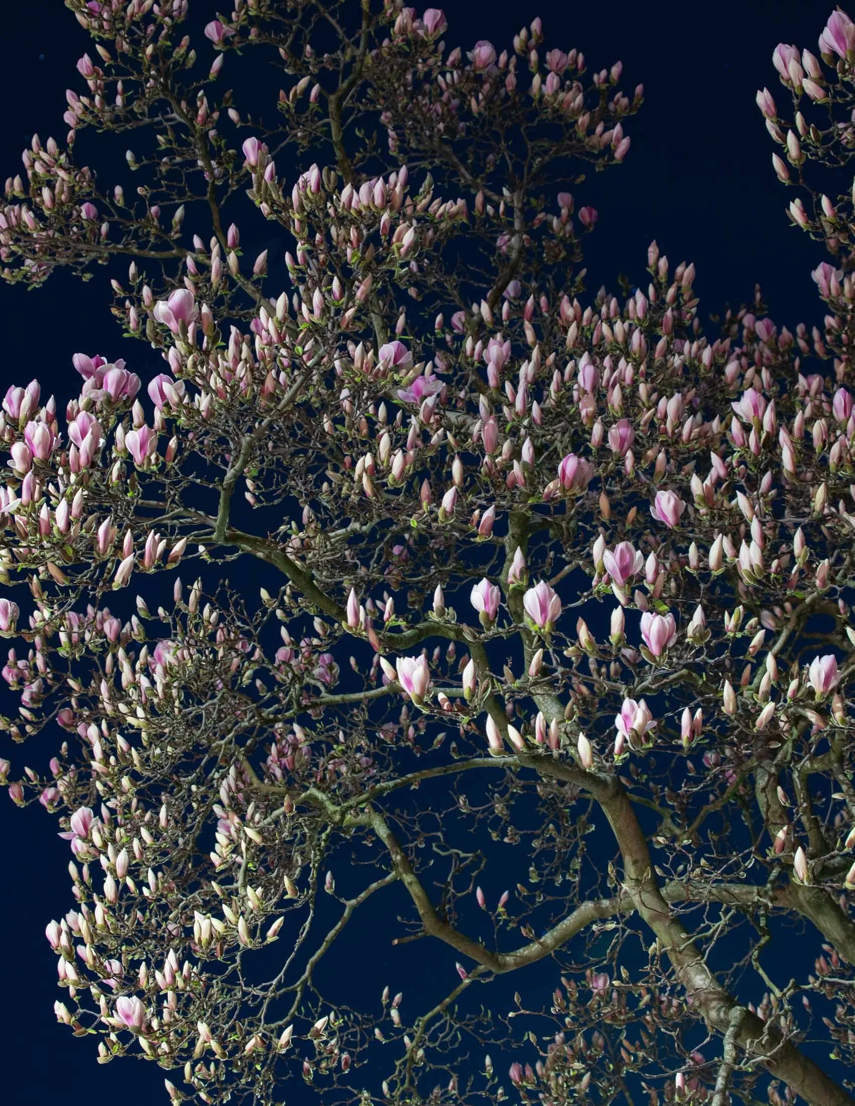 Nightime Magnolia-0061.jpg