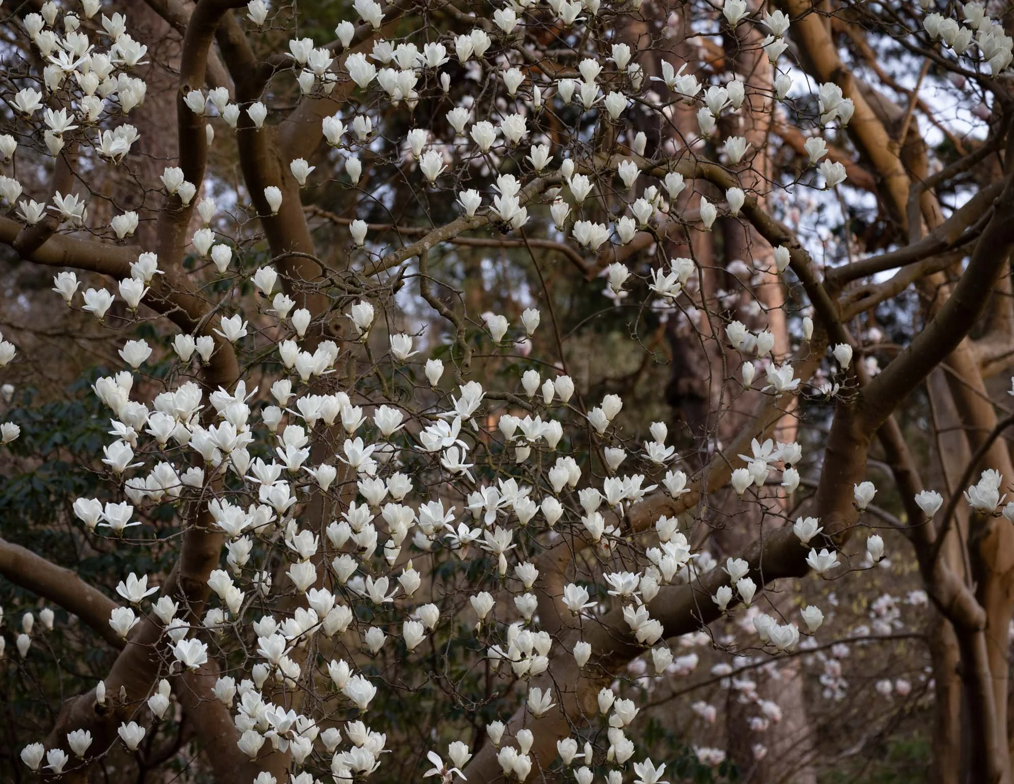 Magnolia 'Denudata' II