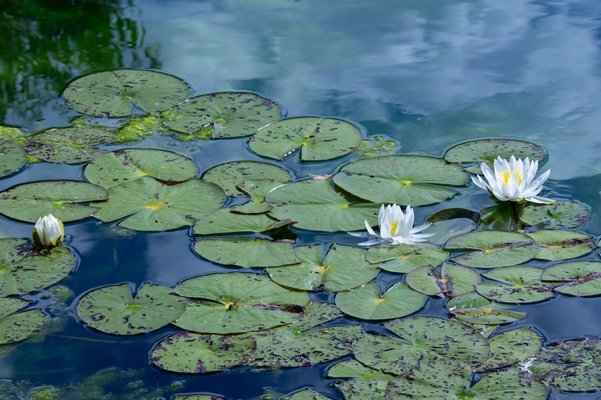 WaterlilySept26-7285.jpg